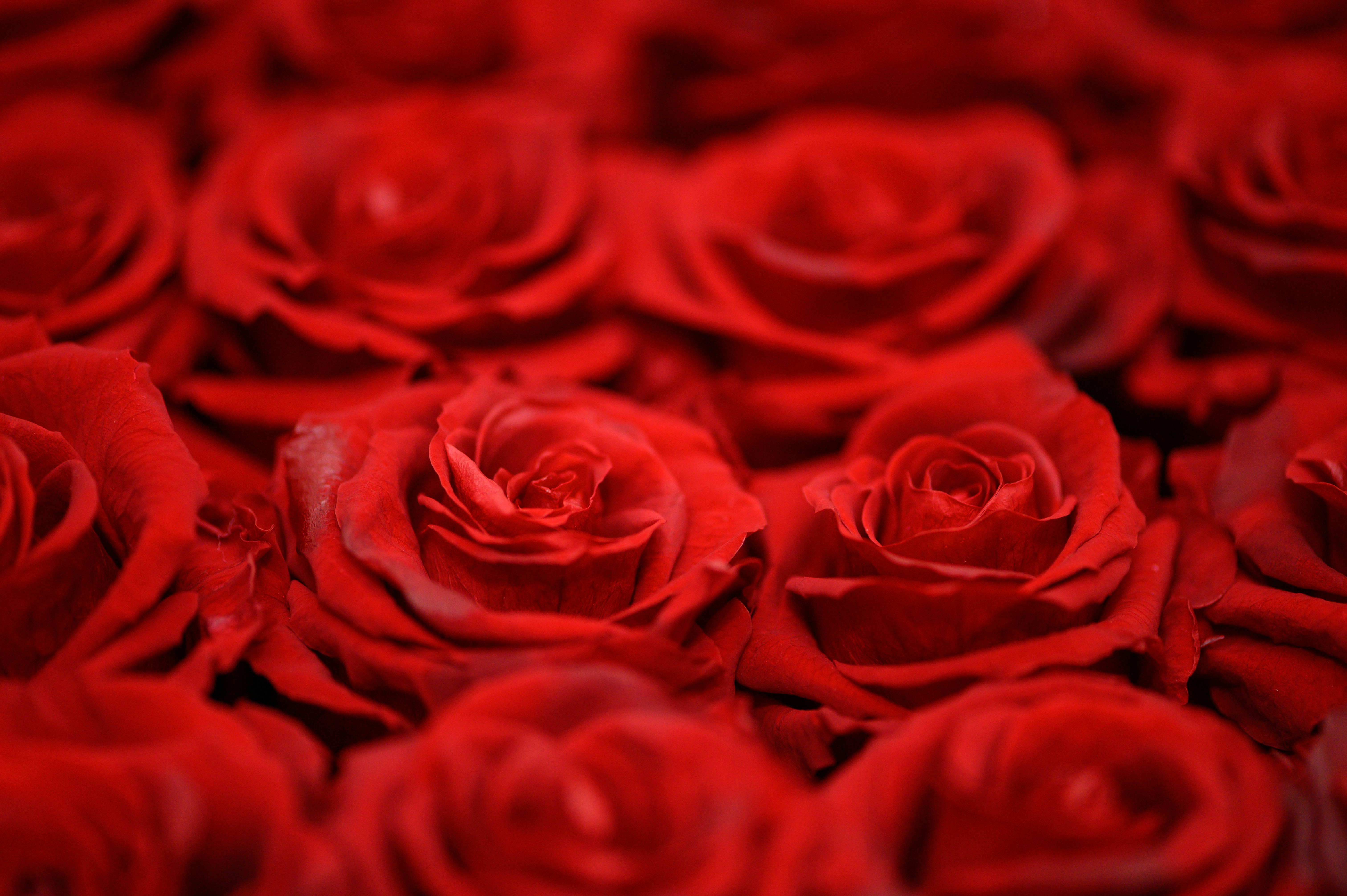 Close-up of Red Roses