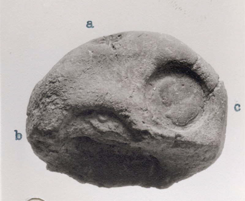 Fossilized Vertebrate Skull Fragment