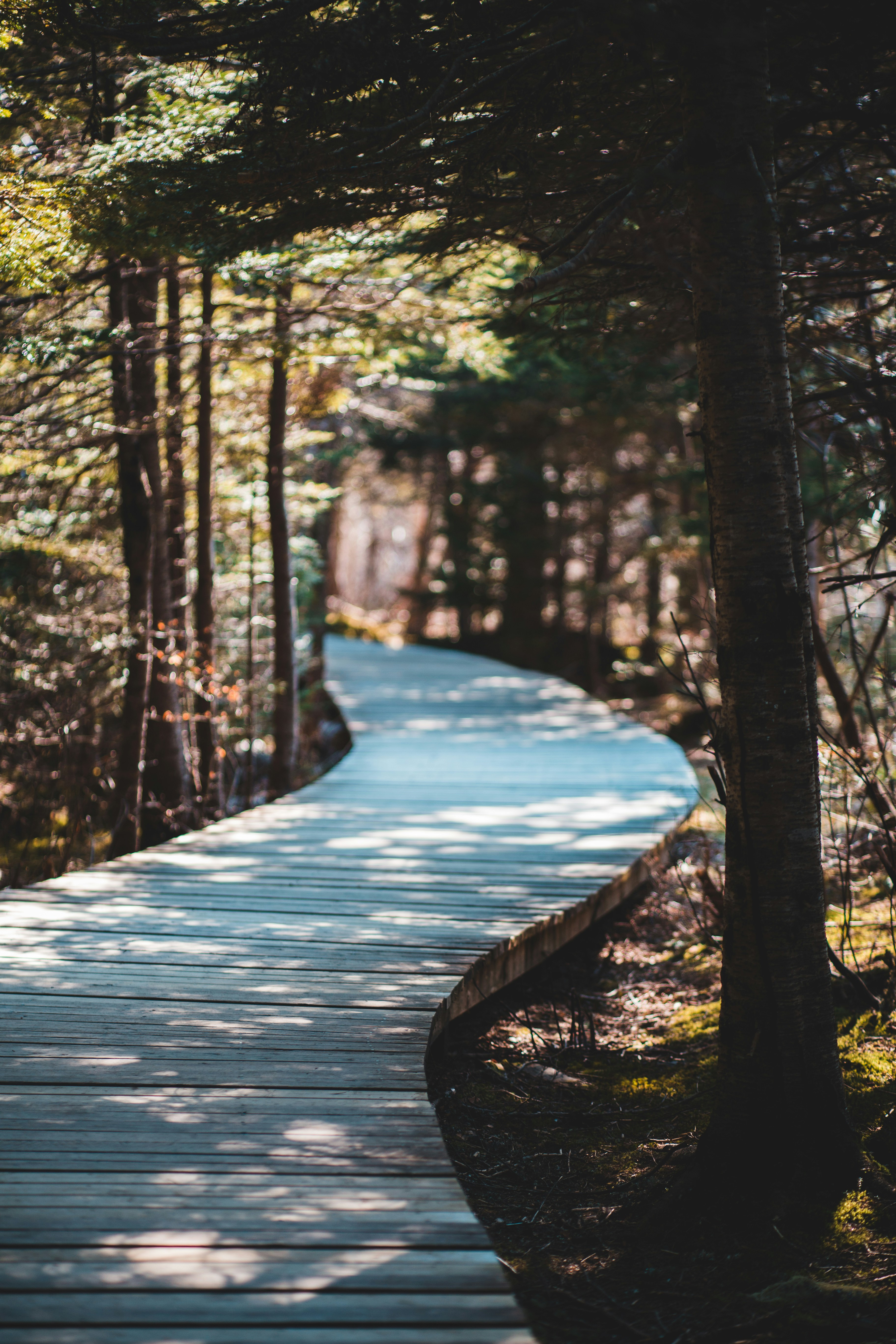 Curved Wooden Boardwalk in Forest