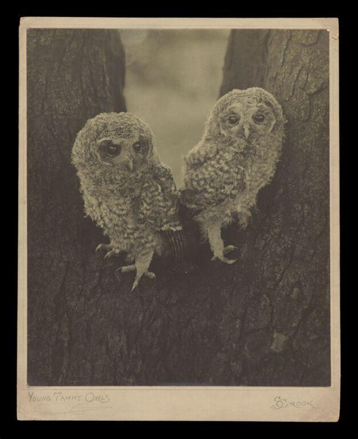 Two Young Tawny Owls