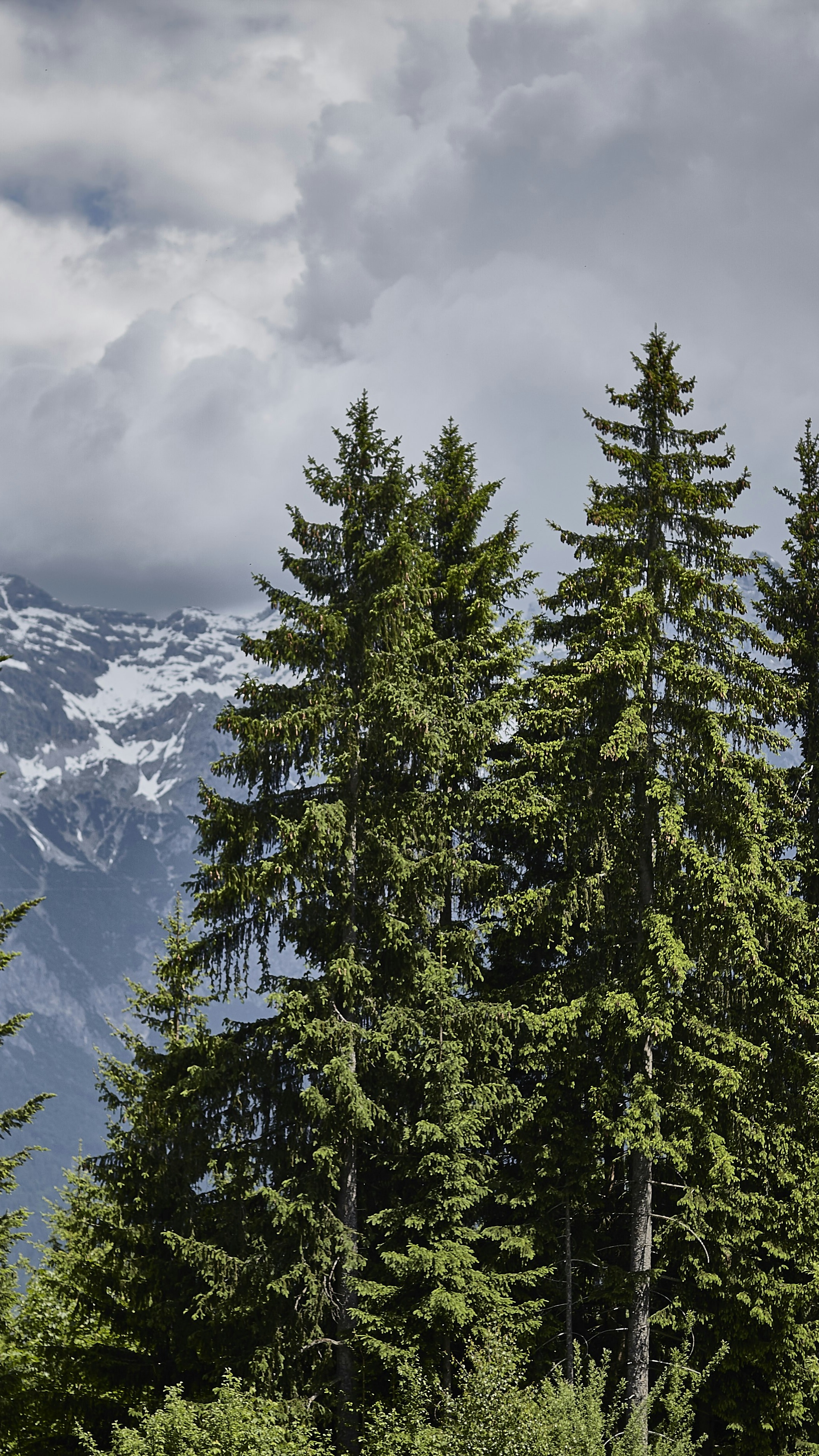 Pine Forest and Snow-Capped Mountains