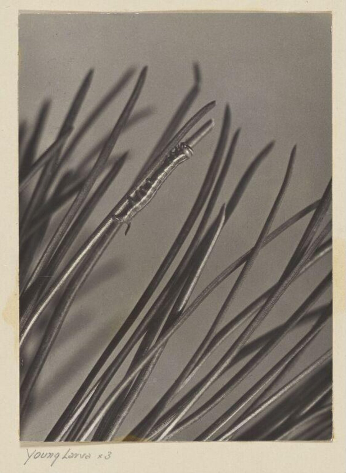Magnified Young Larva on Pine Needle
