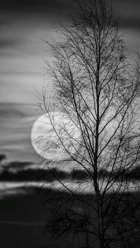 Image 1585479 — Nature