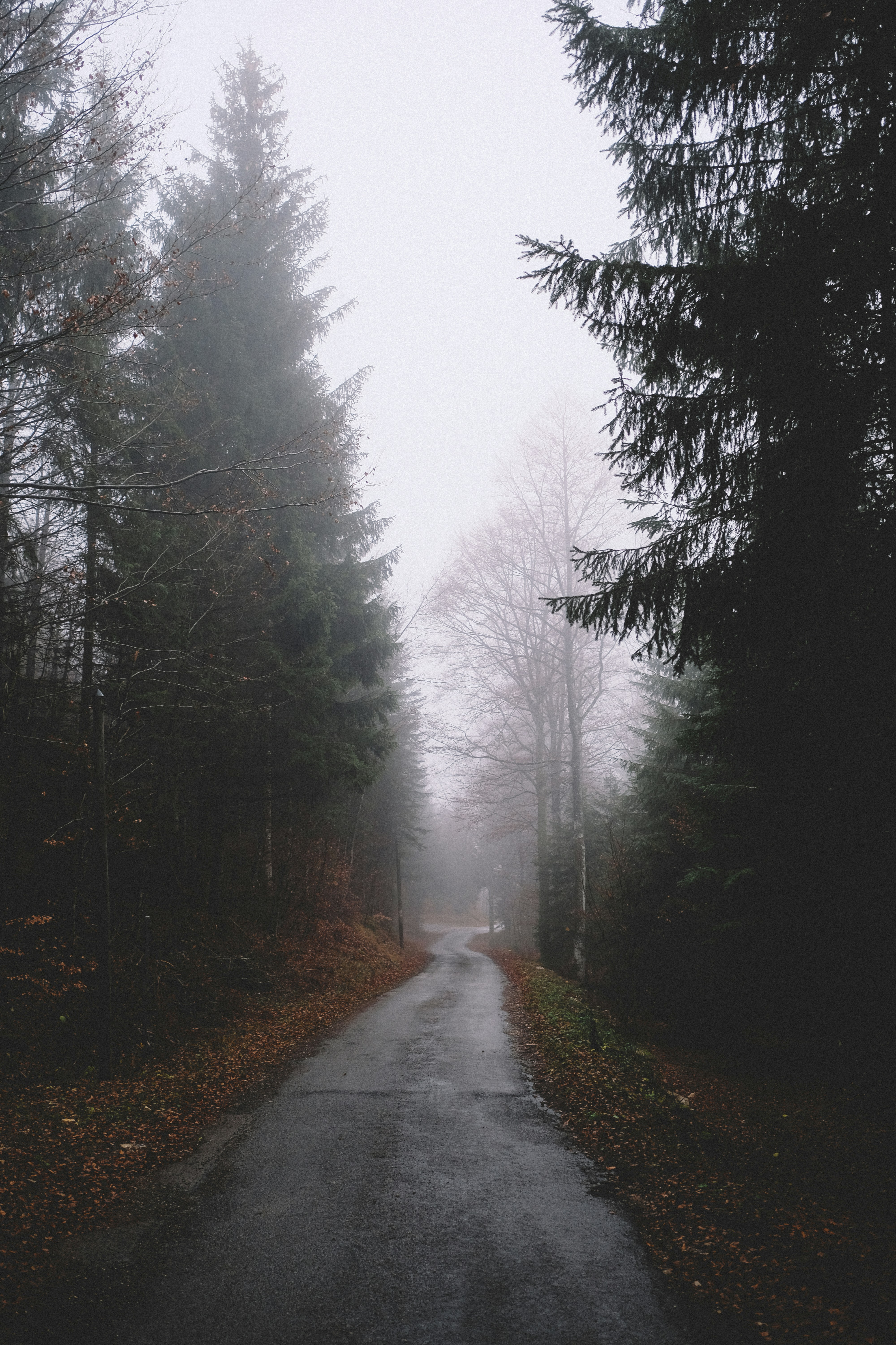 Foggy Forest Road