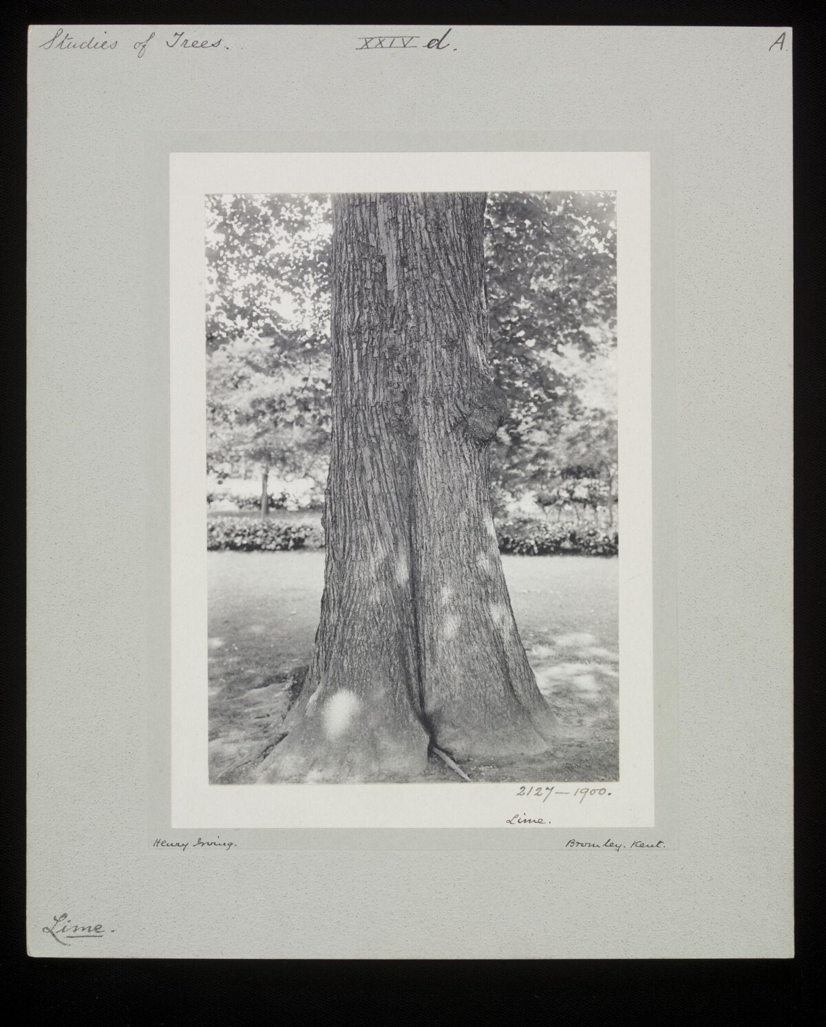 Vintage Study of Lime Tree Trunk
