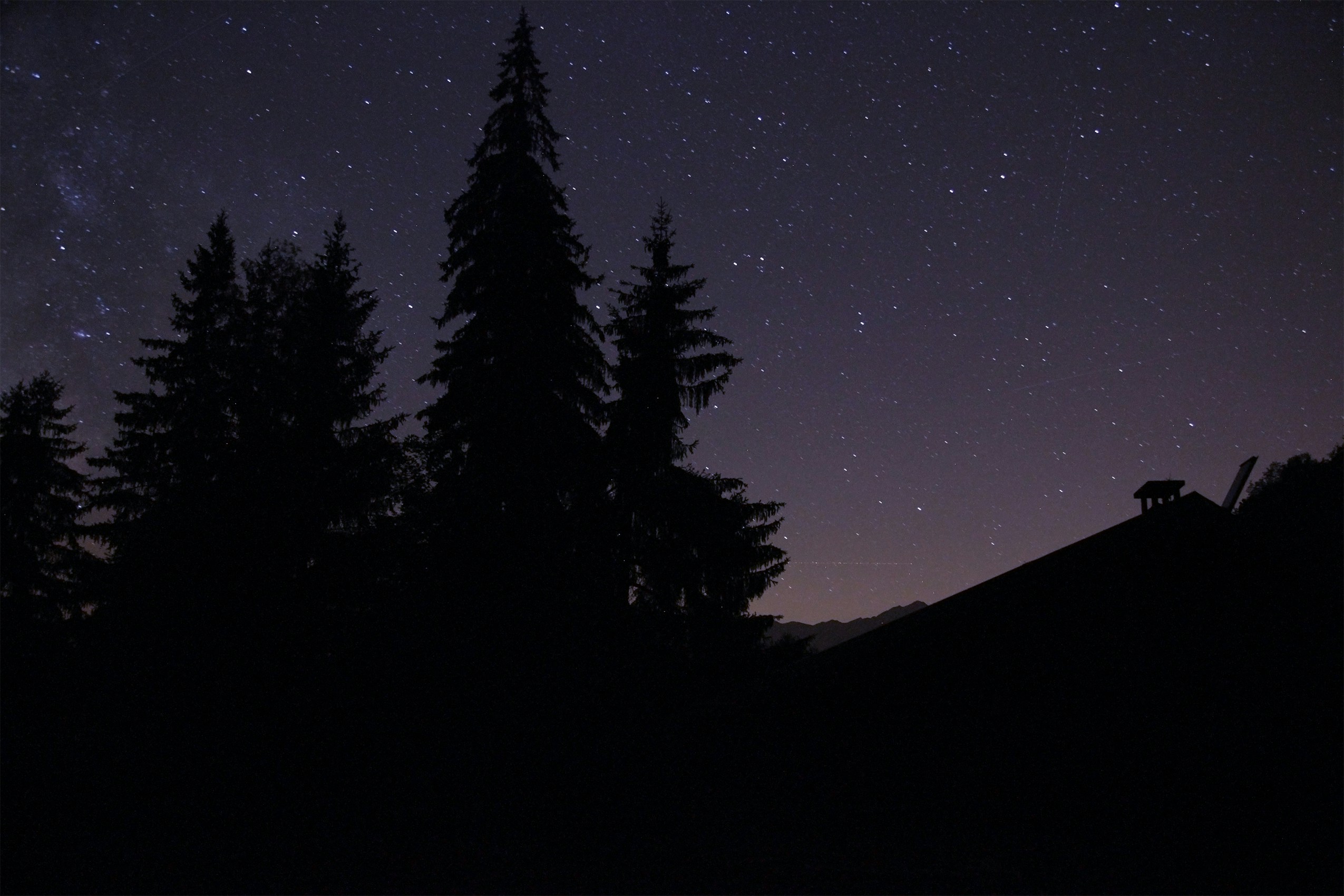 Starry Night Over Forest