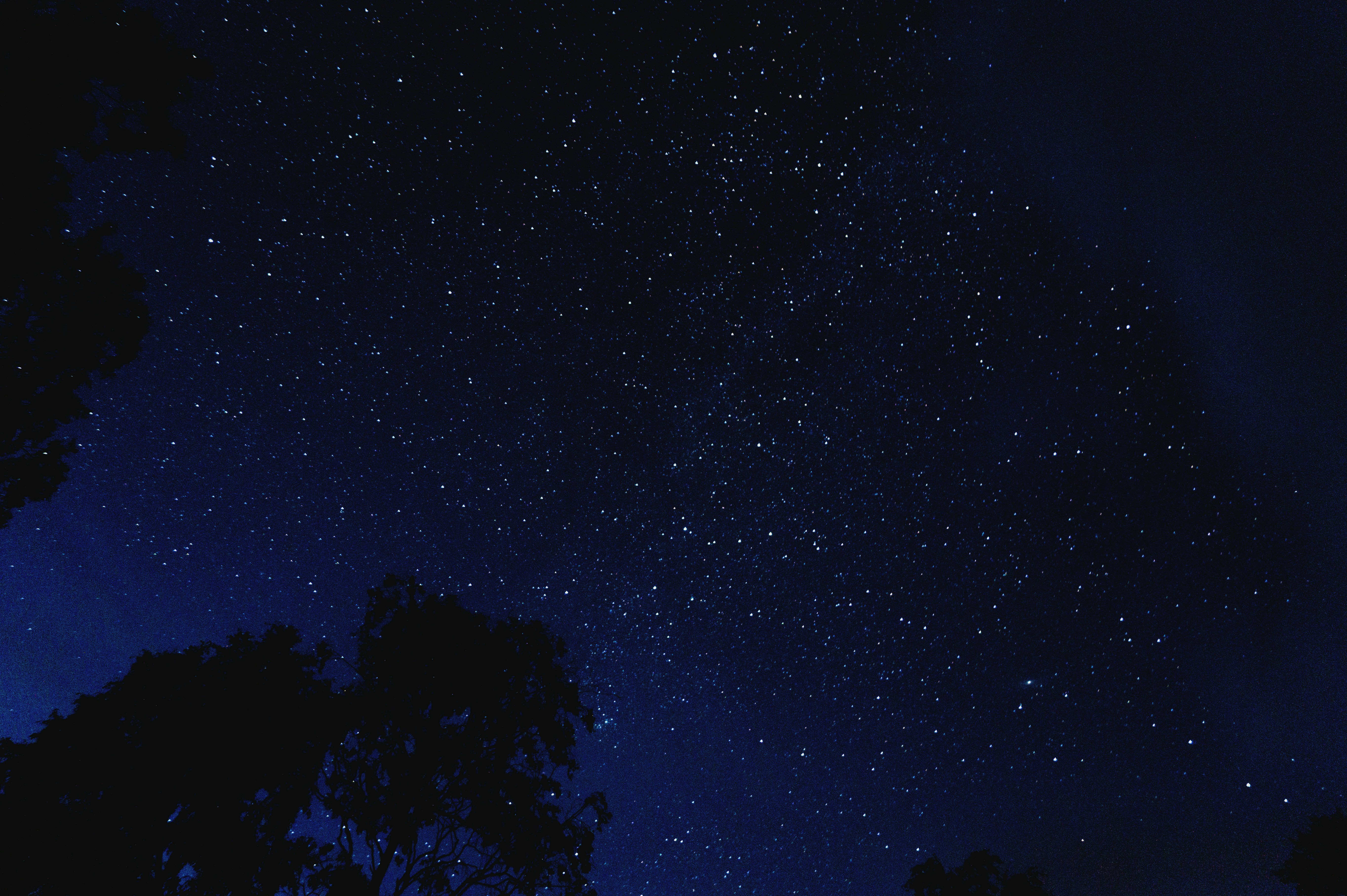 Starry Night Sky Above Trees