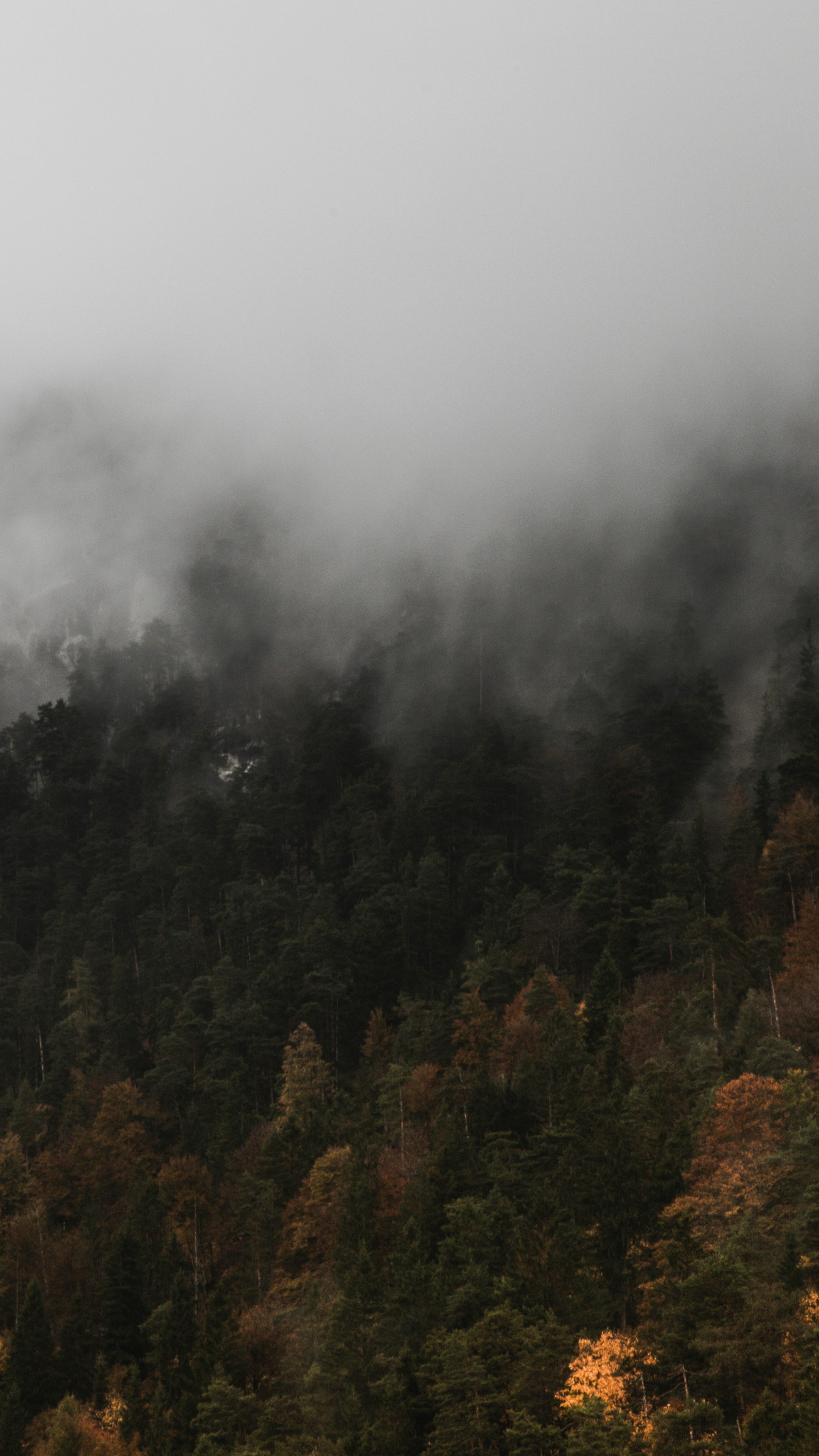 Foggy Autumn Mountain Forest