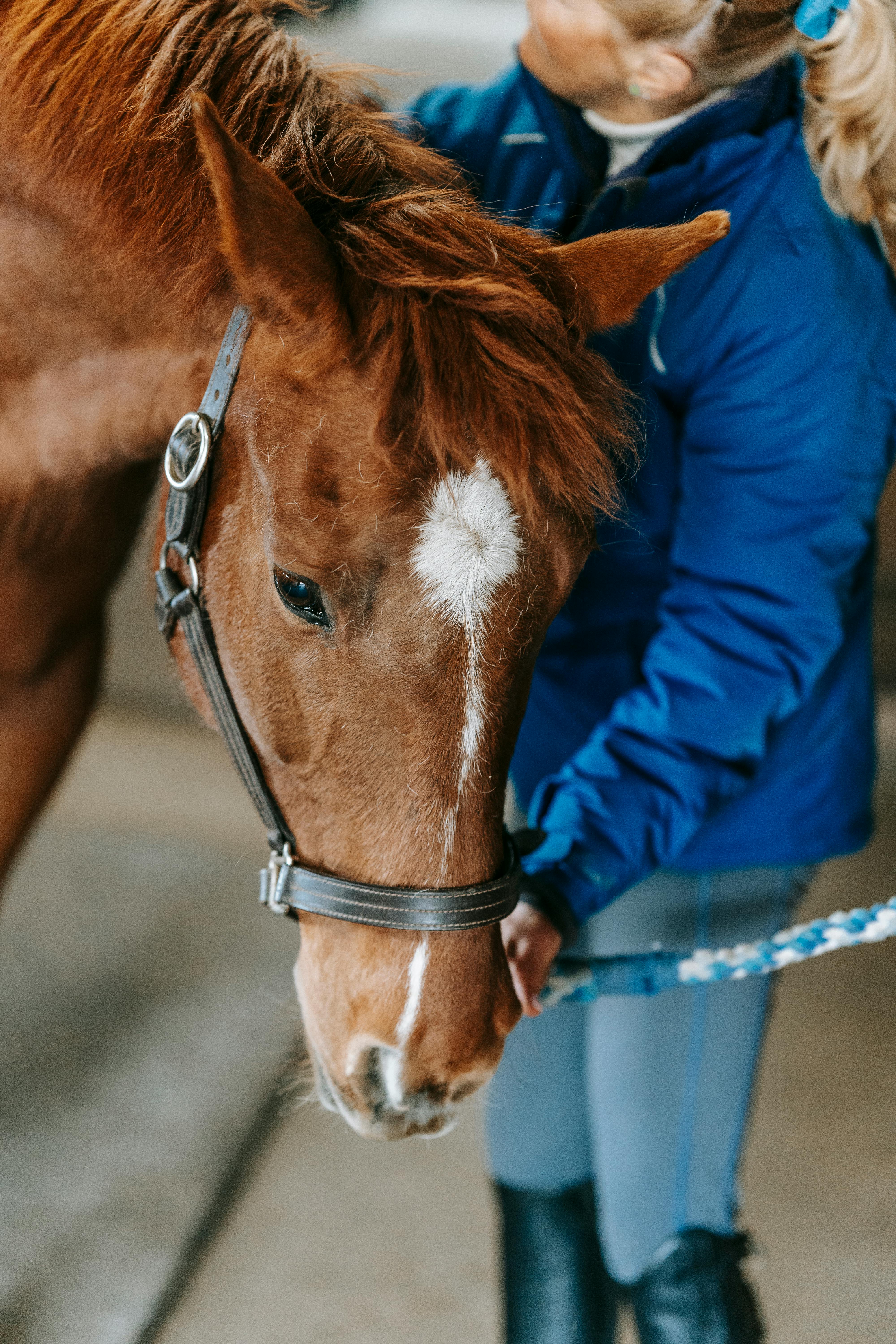 Girl Leading a Chestnut Horse