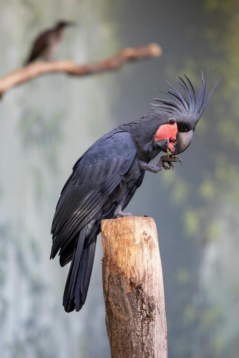 Palm Cockatoo Perched on Tree Stump
