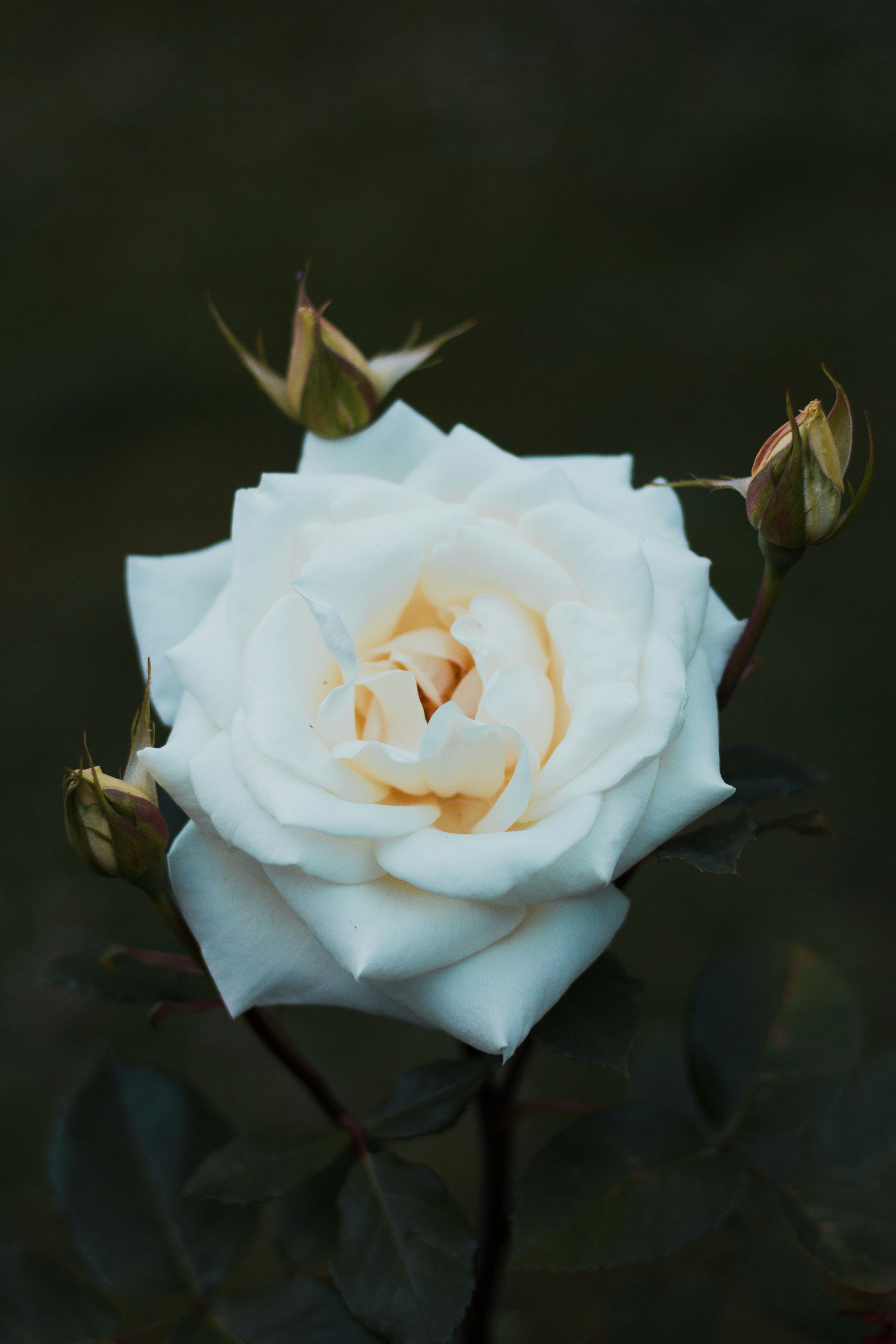 White Open Rose with Buds