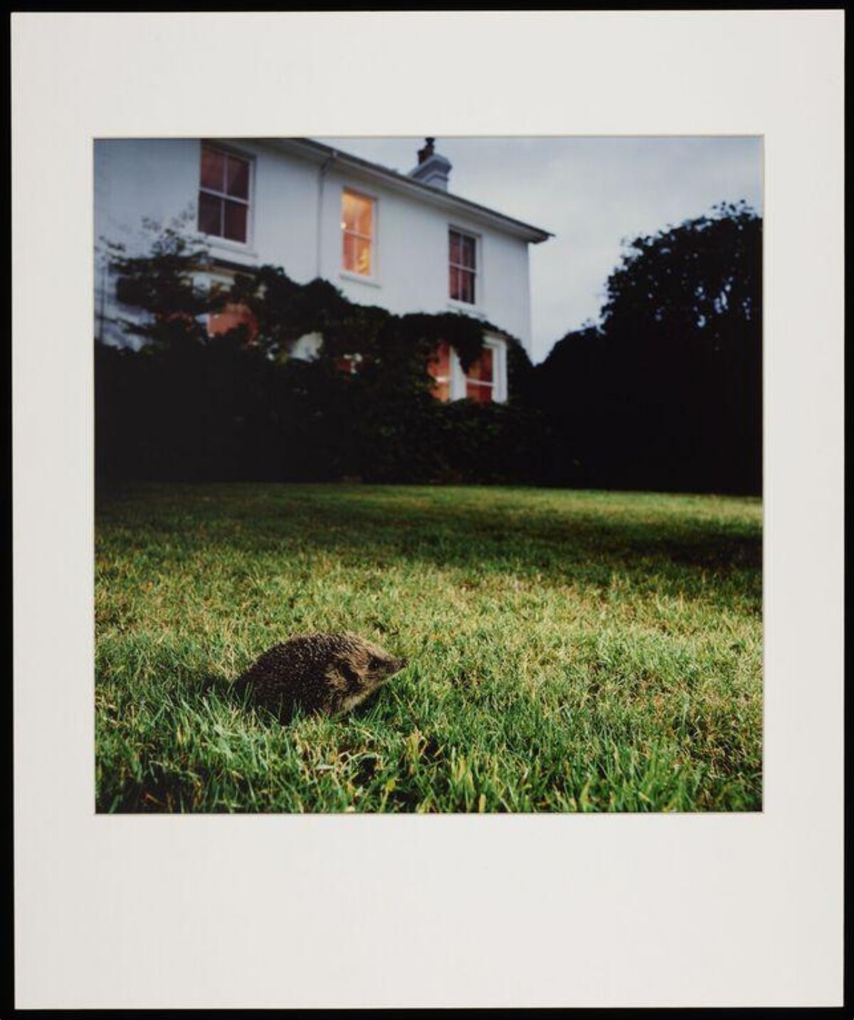 Hedgehog on Residential Garden Lawn