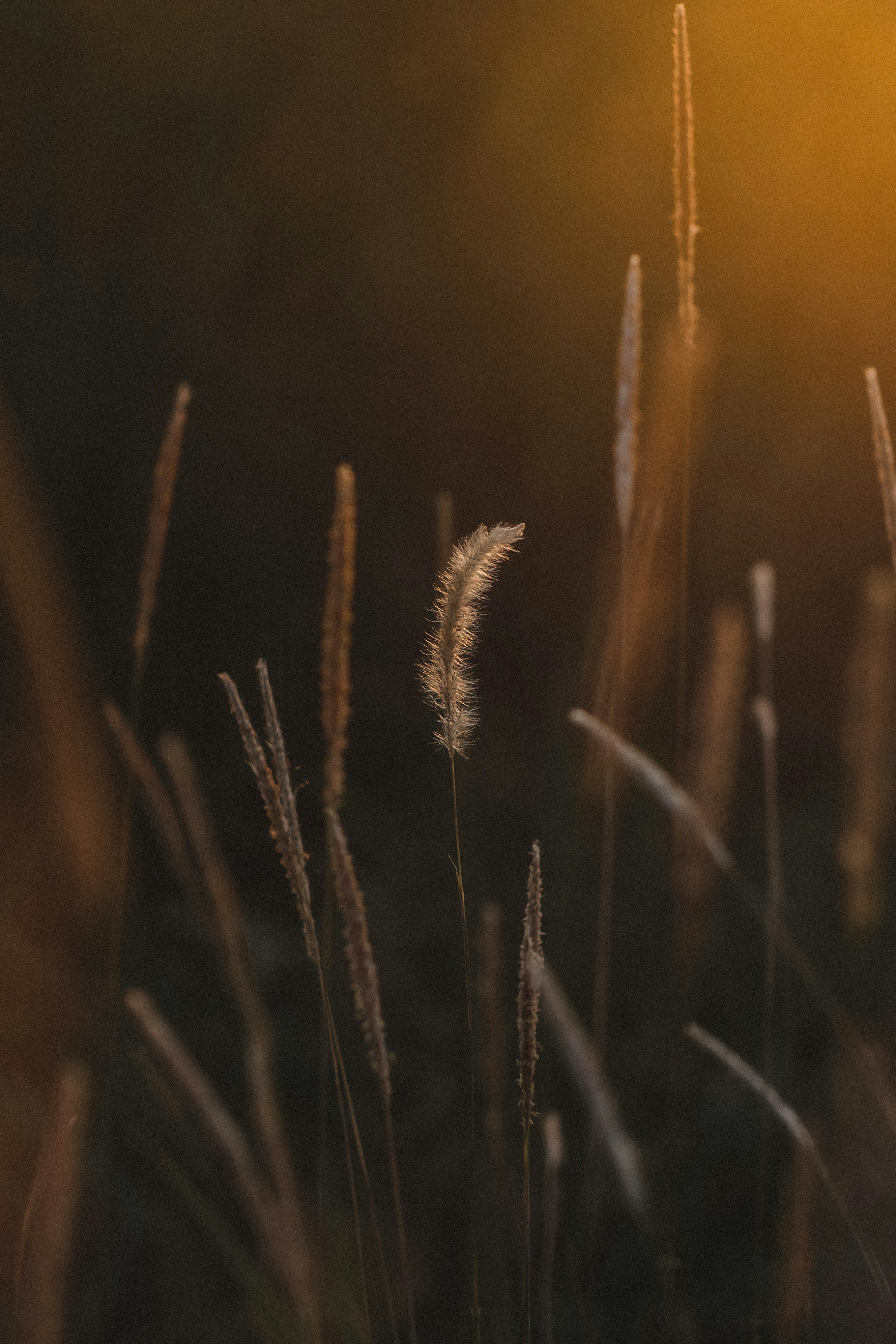 Wild Grasses in Golden Backlight