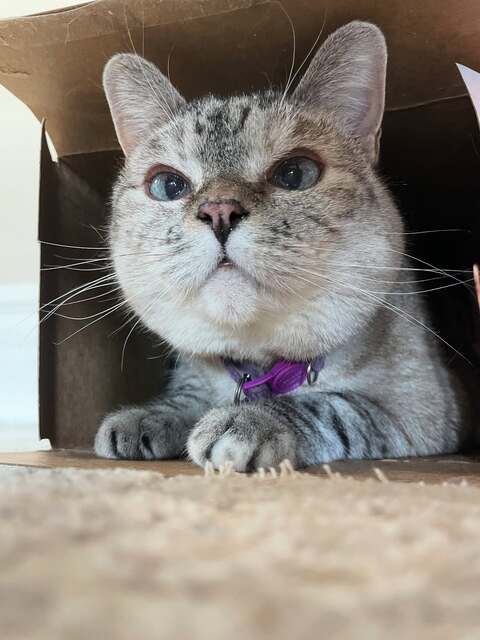 Tabby Cat In A Cardboard Box