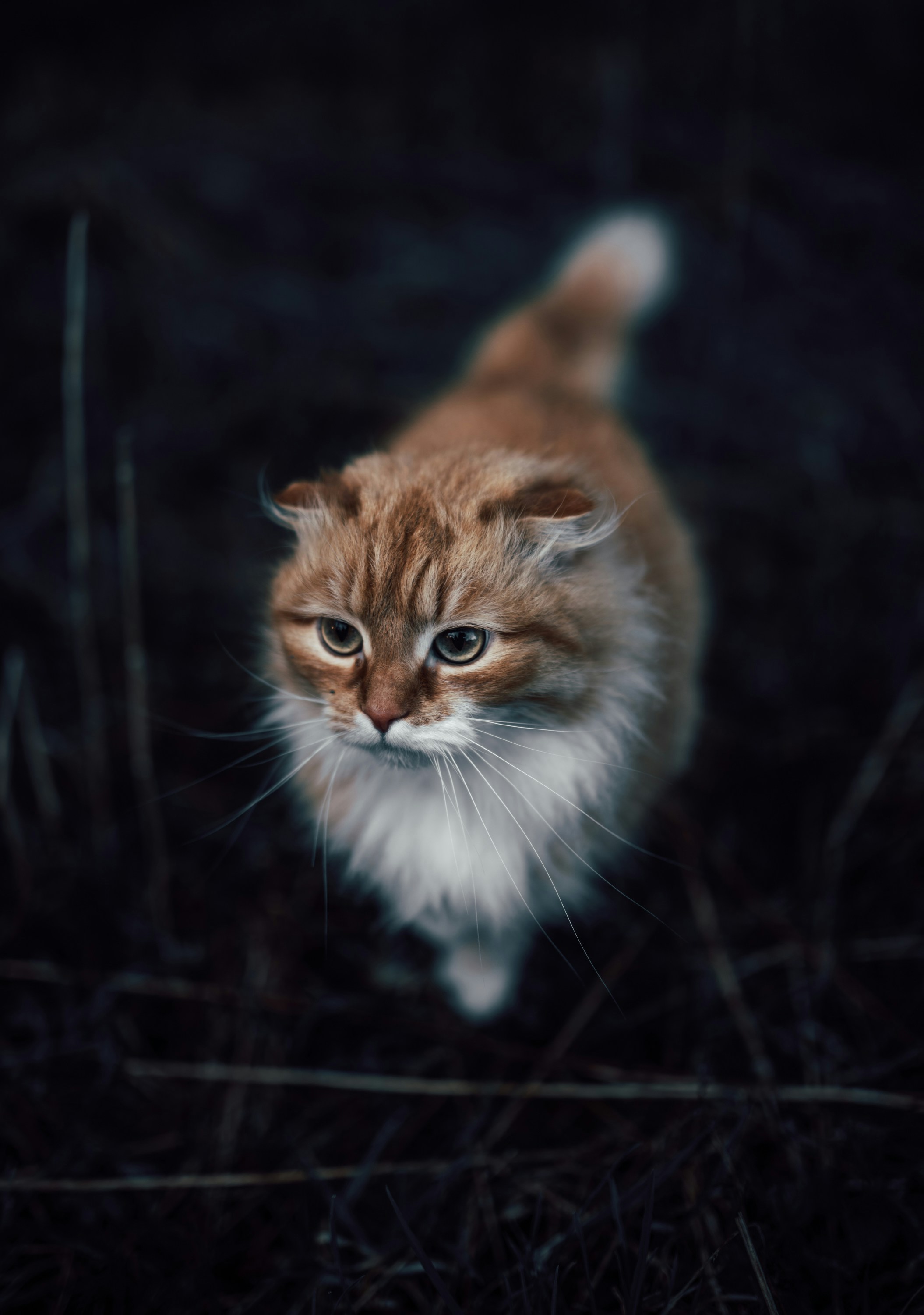 Ginger Cat in Dark Grass