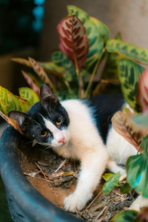 Black and White Cat in Plant Pot