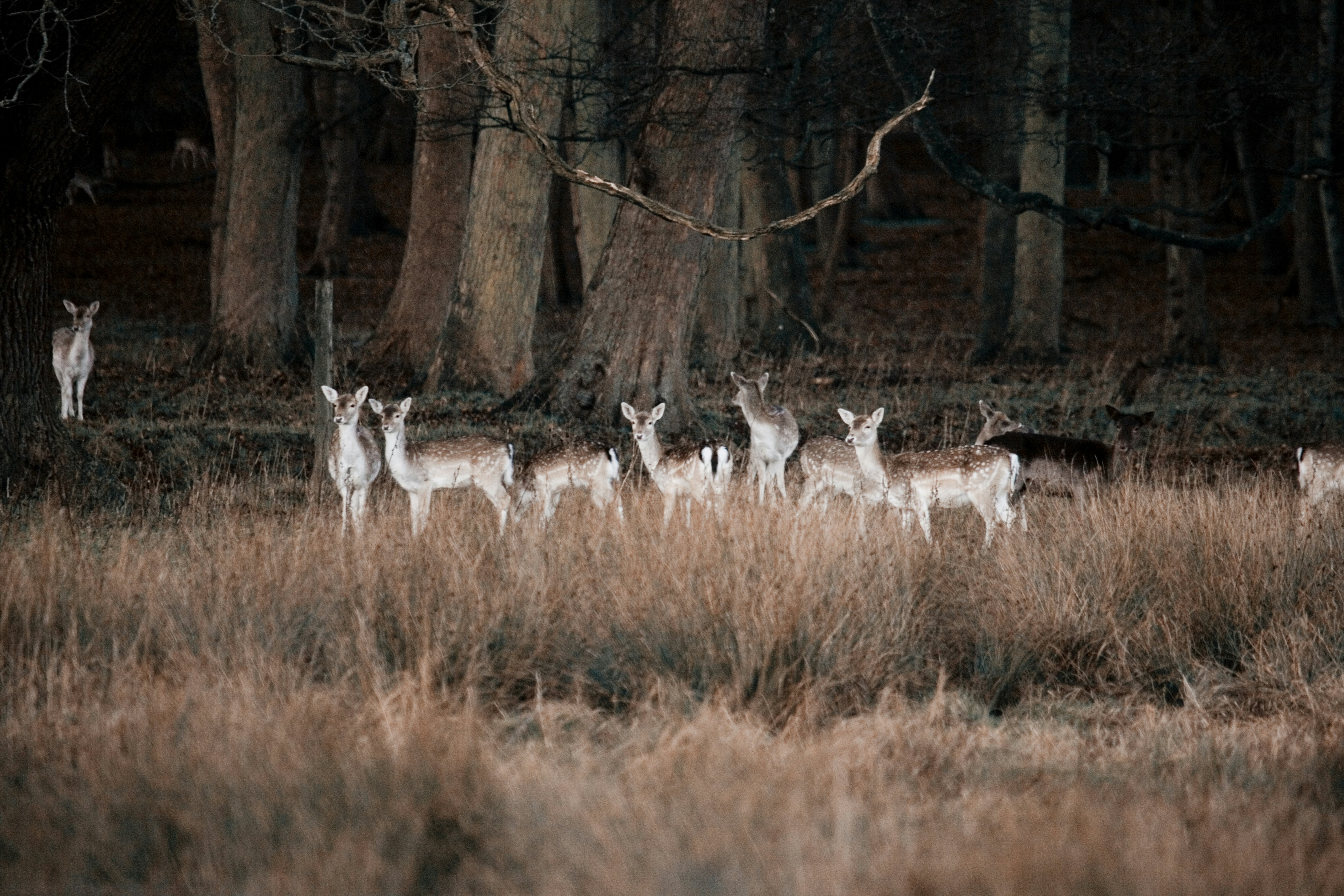 Deer Herd at Forest Edge