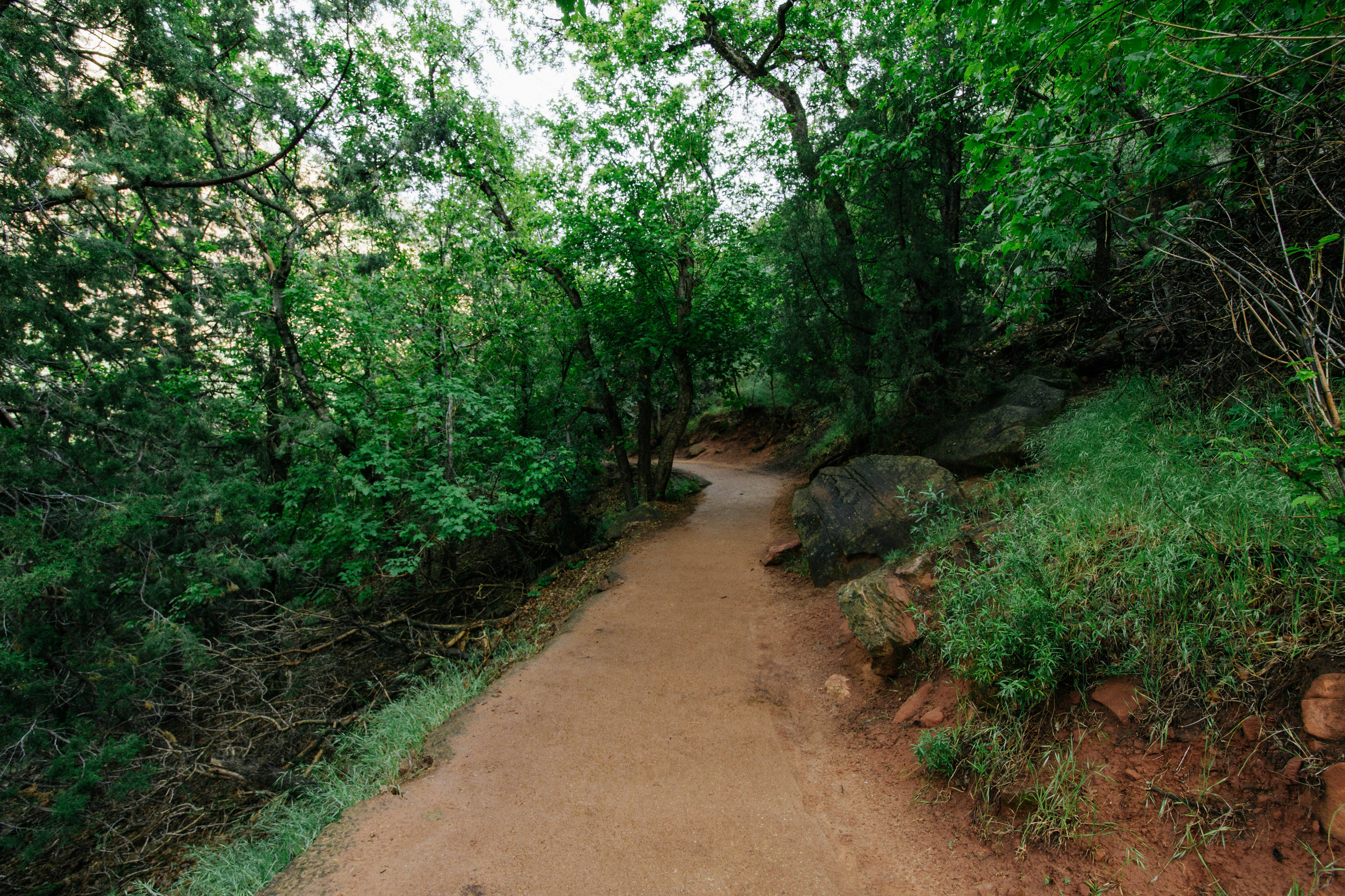 Forest Dirt Hiking Trail