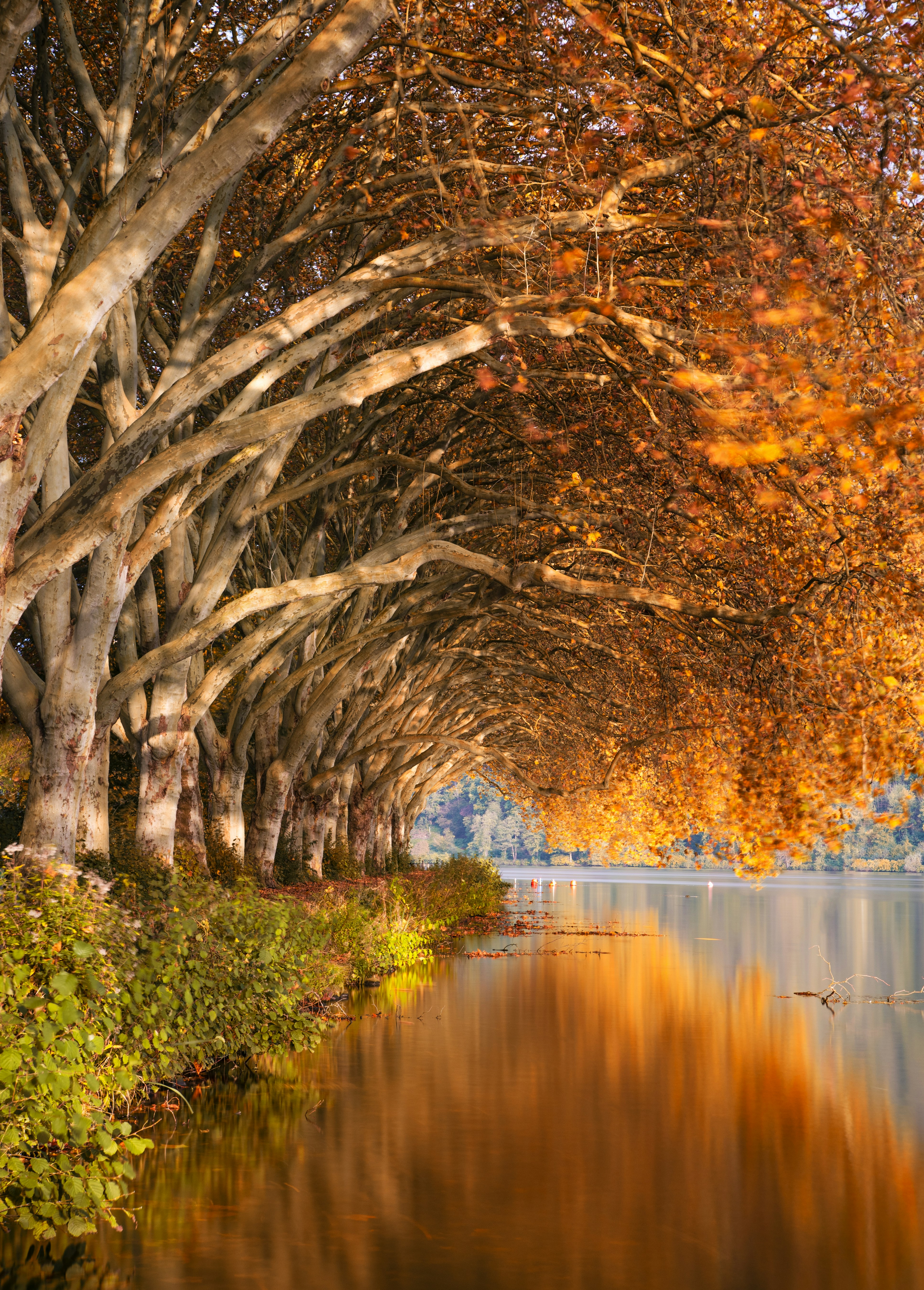 Autumn plane tree avenue by lake