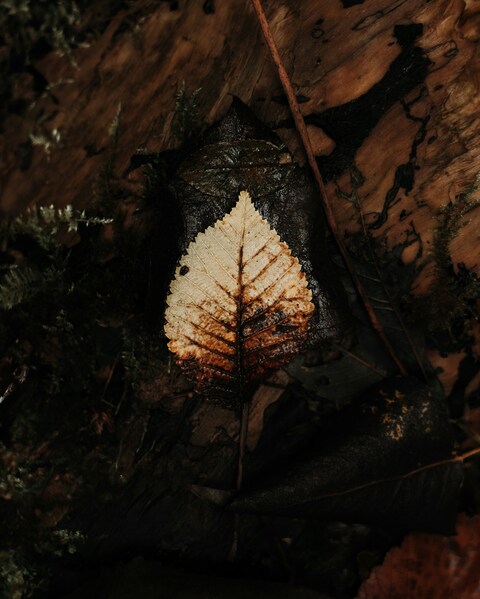 Dried Leaf on Decaying Wood