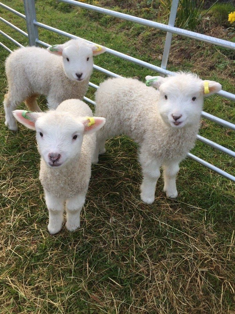 Three Fluffy Young Lambs
