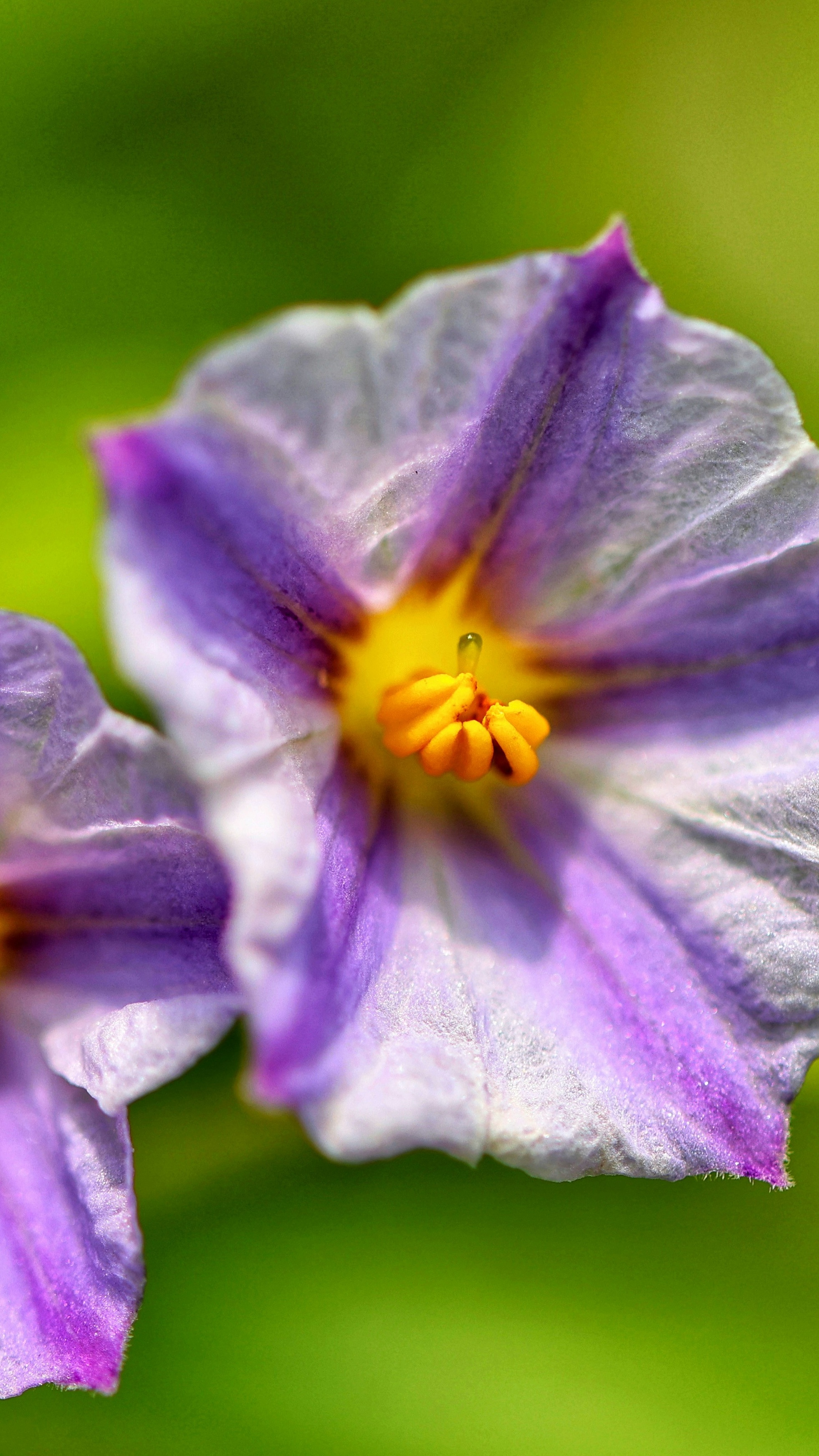 Close Up of Purple Wildflower
