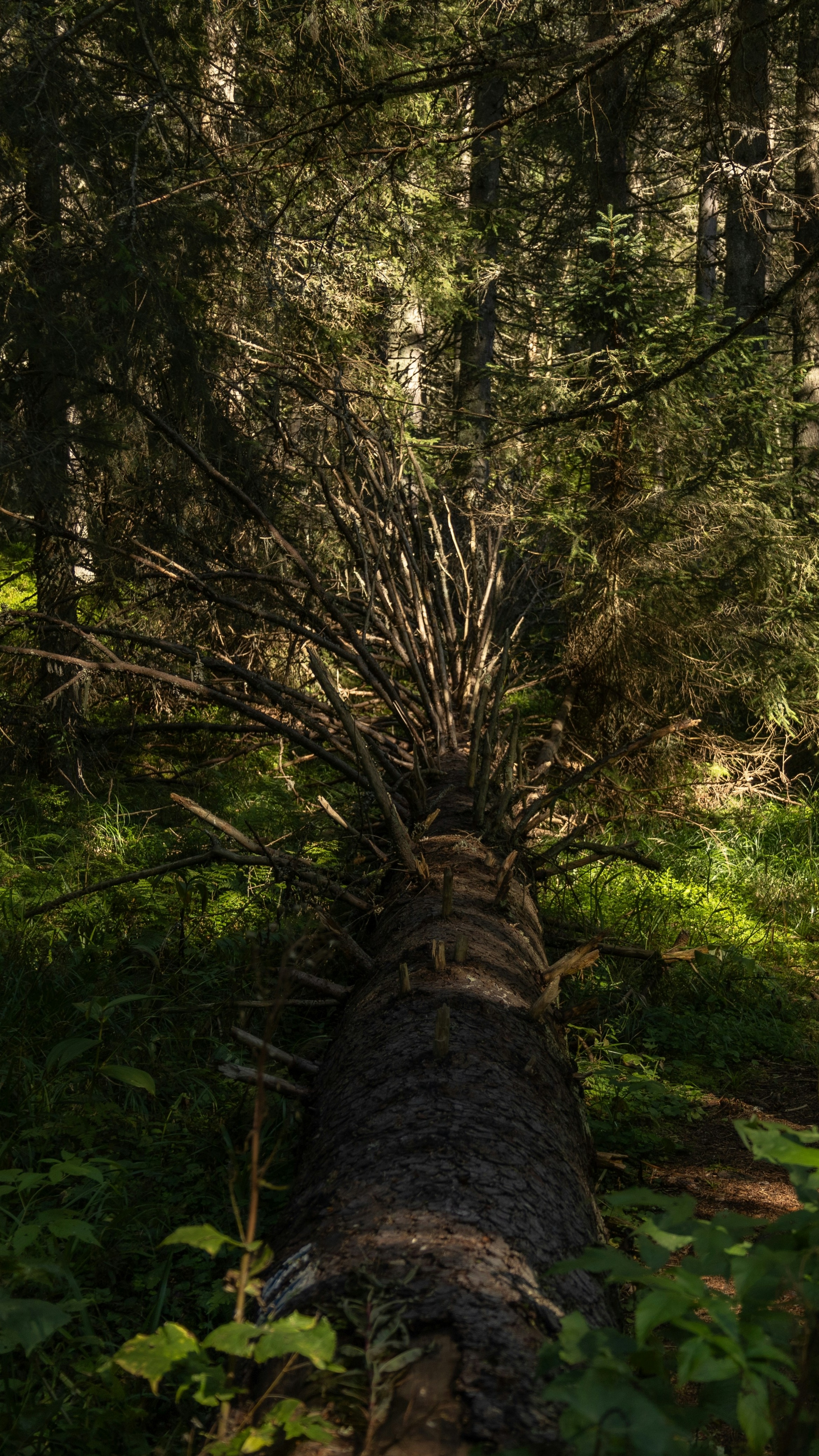 Fallen Tree in Dense Forest
