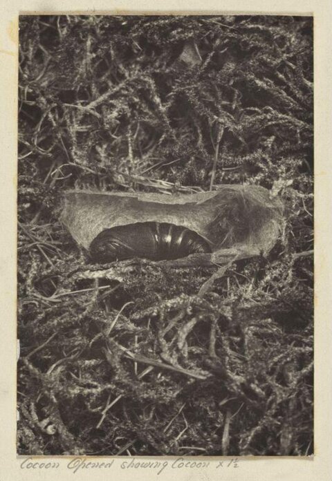 Opened Cocoon with Pupa Inside