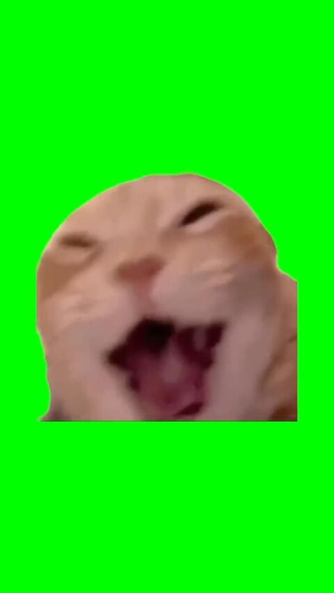 Screaming Cat Meme on Green Screen