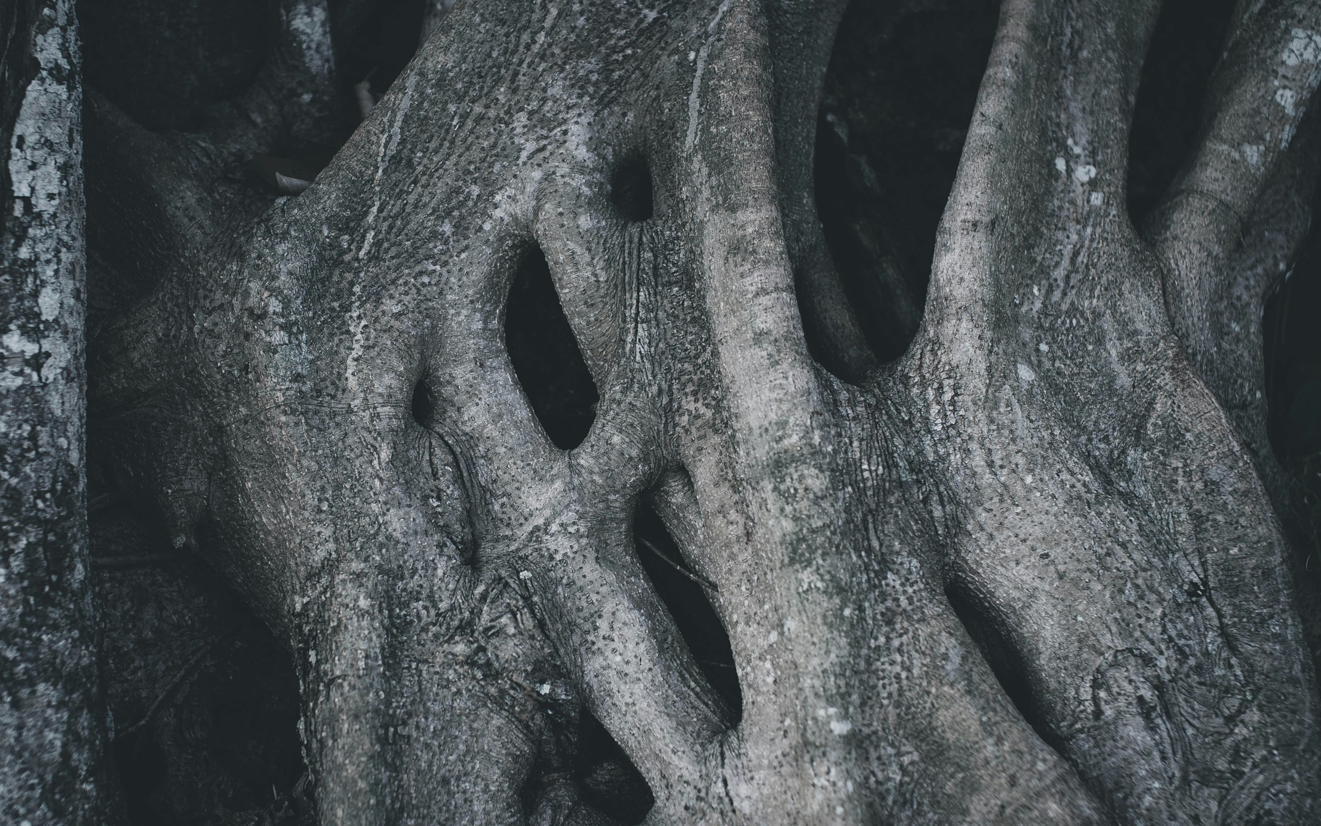 Close-up of Intertwined Tree Roots
