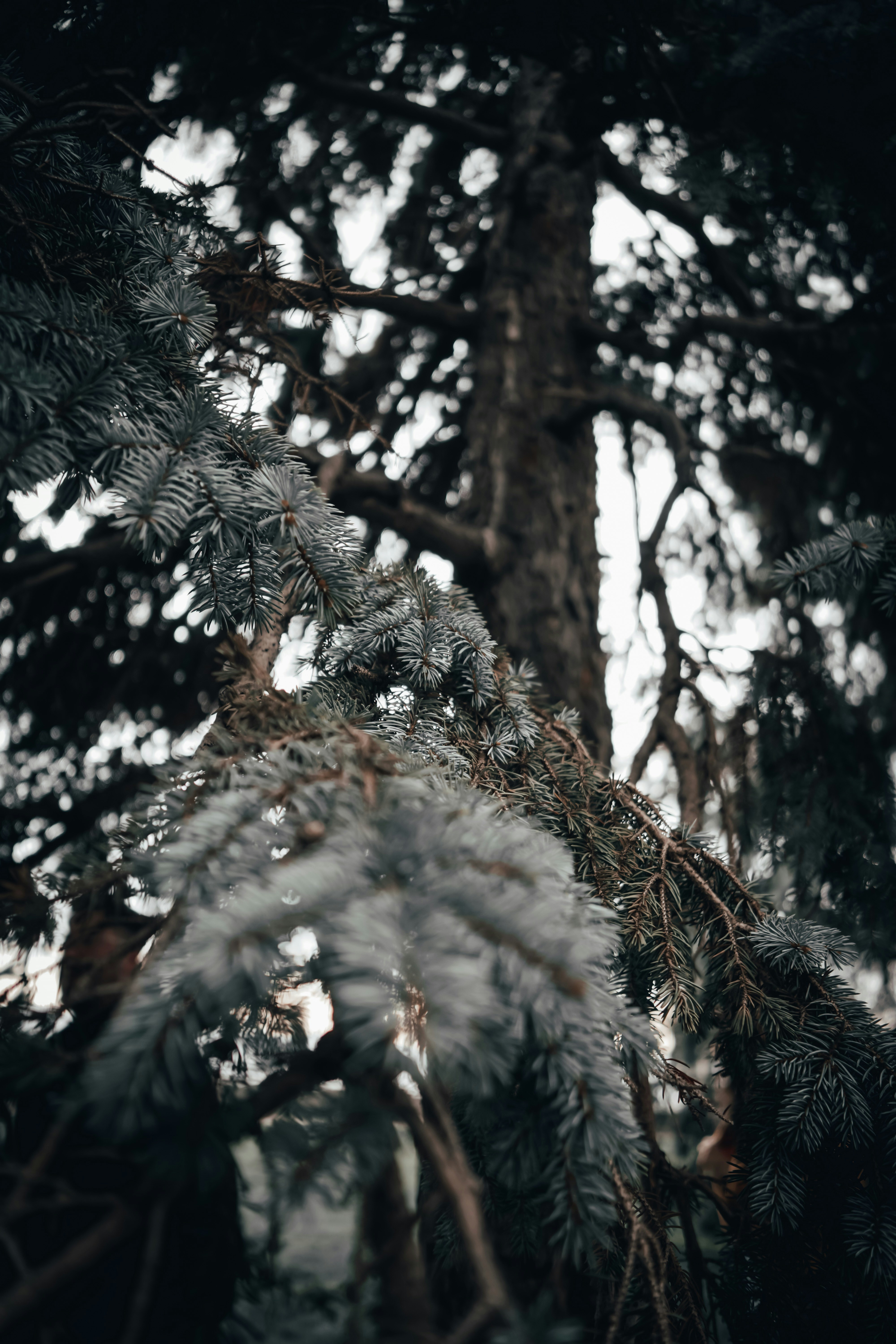 Low Angle View of Blue Spruce Tree