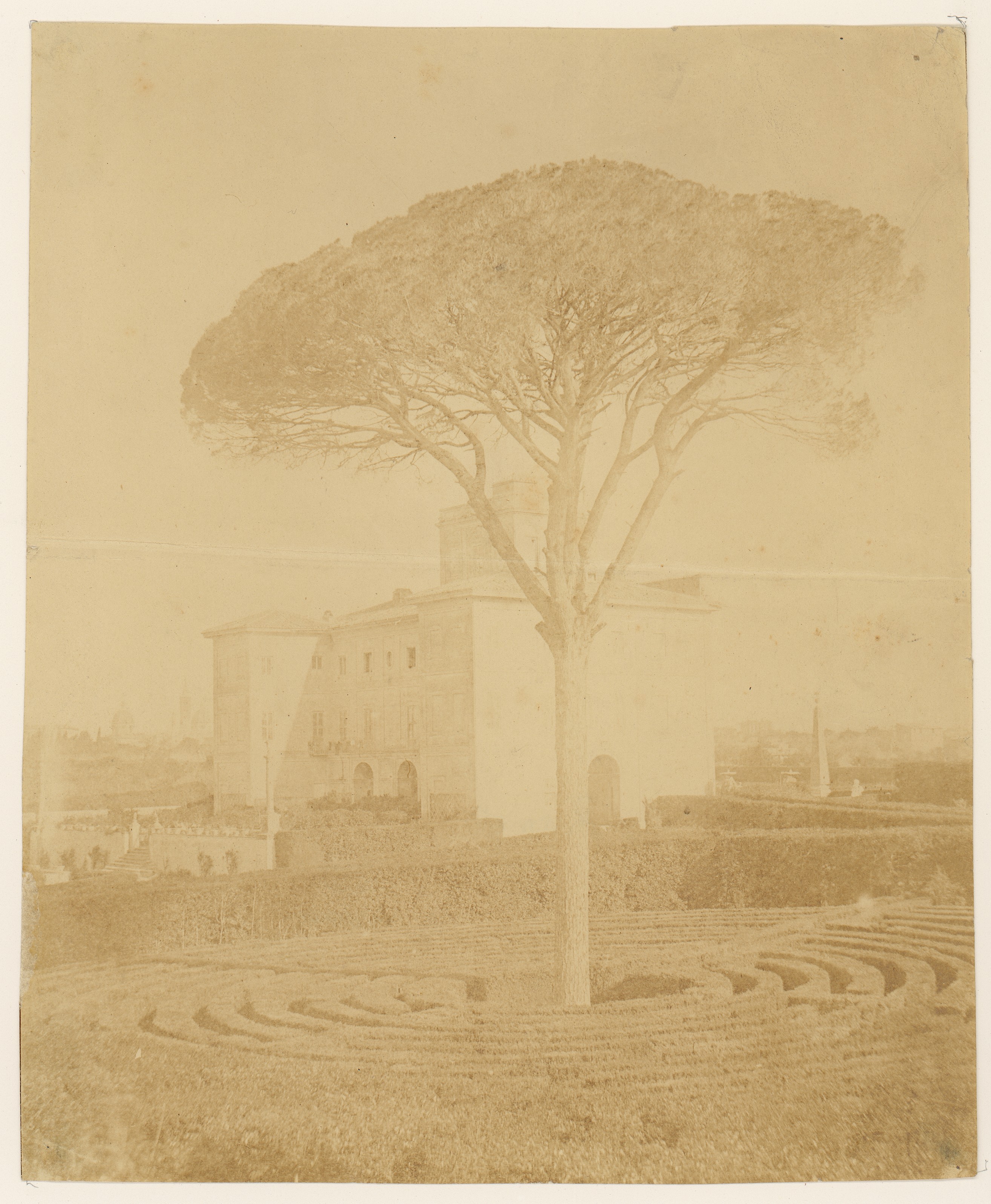Umbrella Pine in Villa Garden