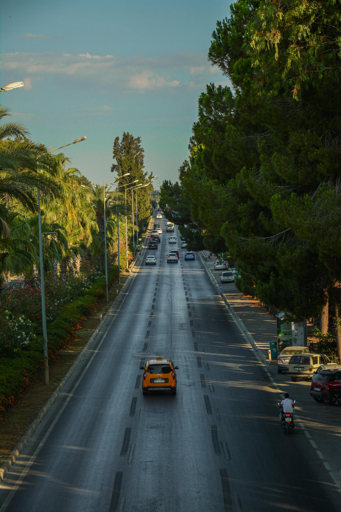Sunlit Tree-Lined City Avenue — Encyclopedia