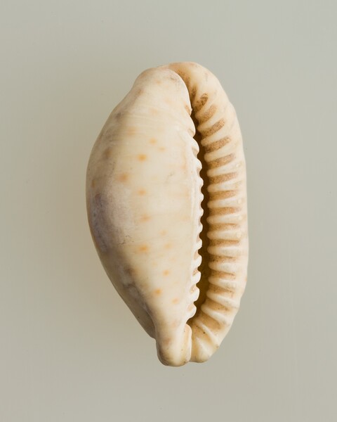 Cowrie Shell Close Up