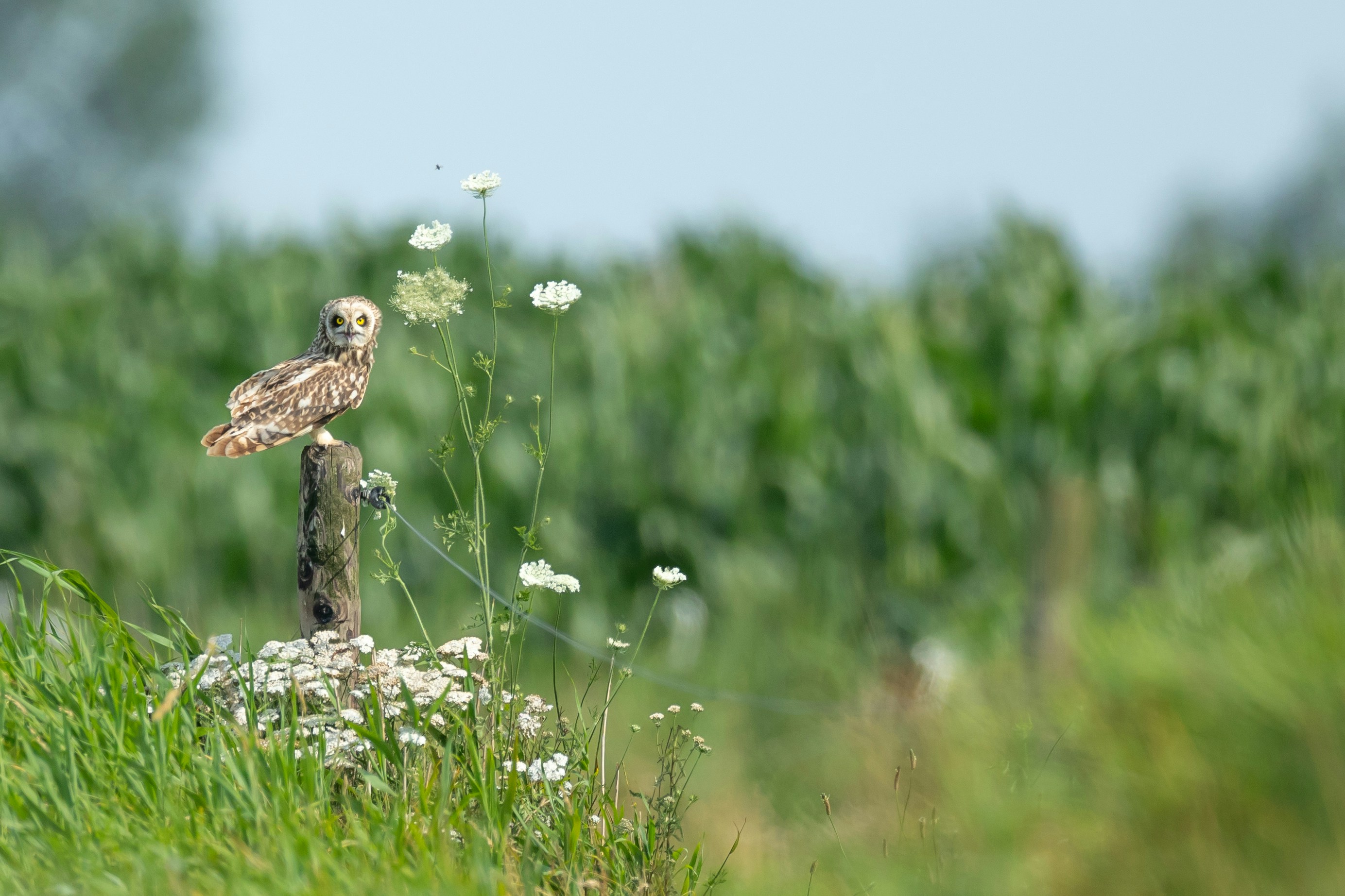 Short-eared Owl Perched on Fence Post