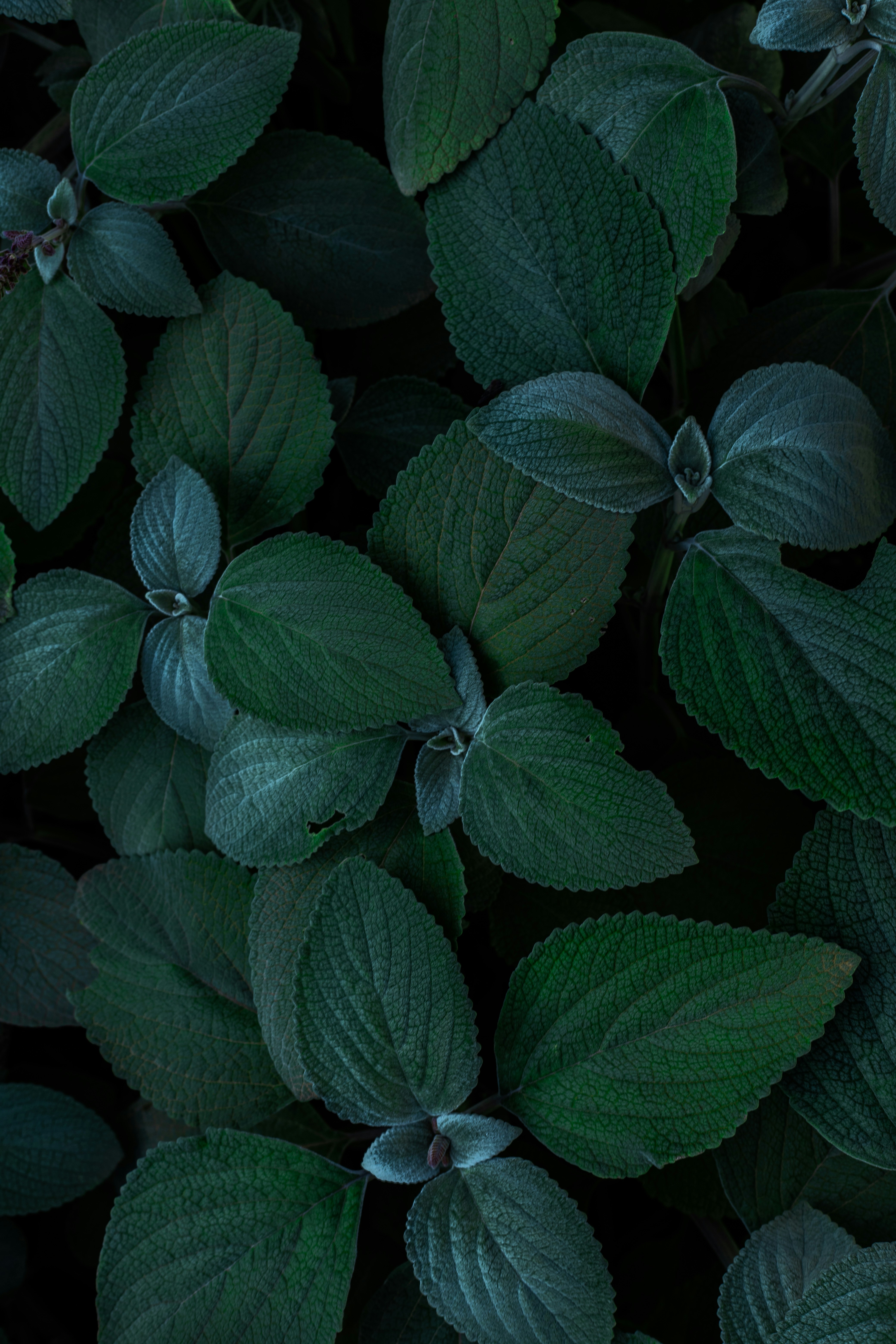 Dense Dark Green Plant Leaves