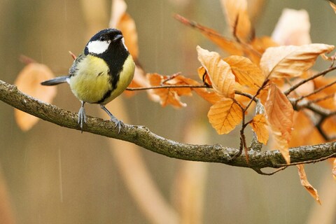 Great Tit Perched on Autumn Branch