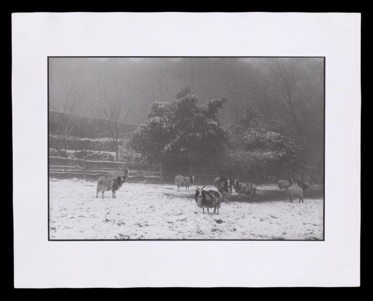 Sheep in Snowy Farm Pasture