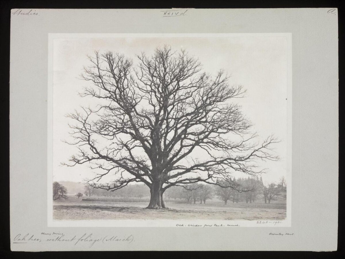 Leafless Oak Tree 1901 Photograph