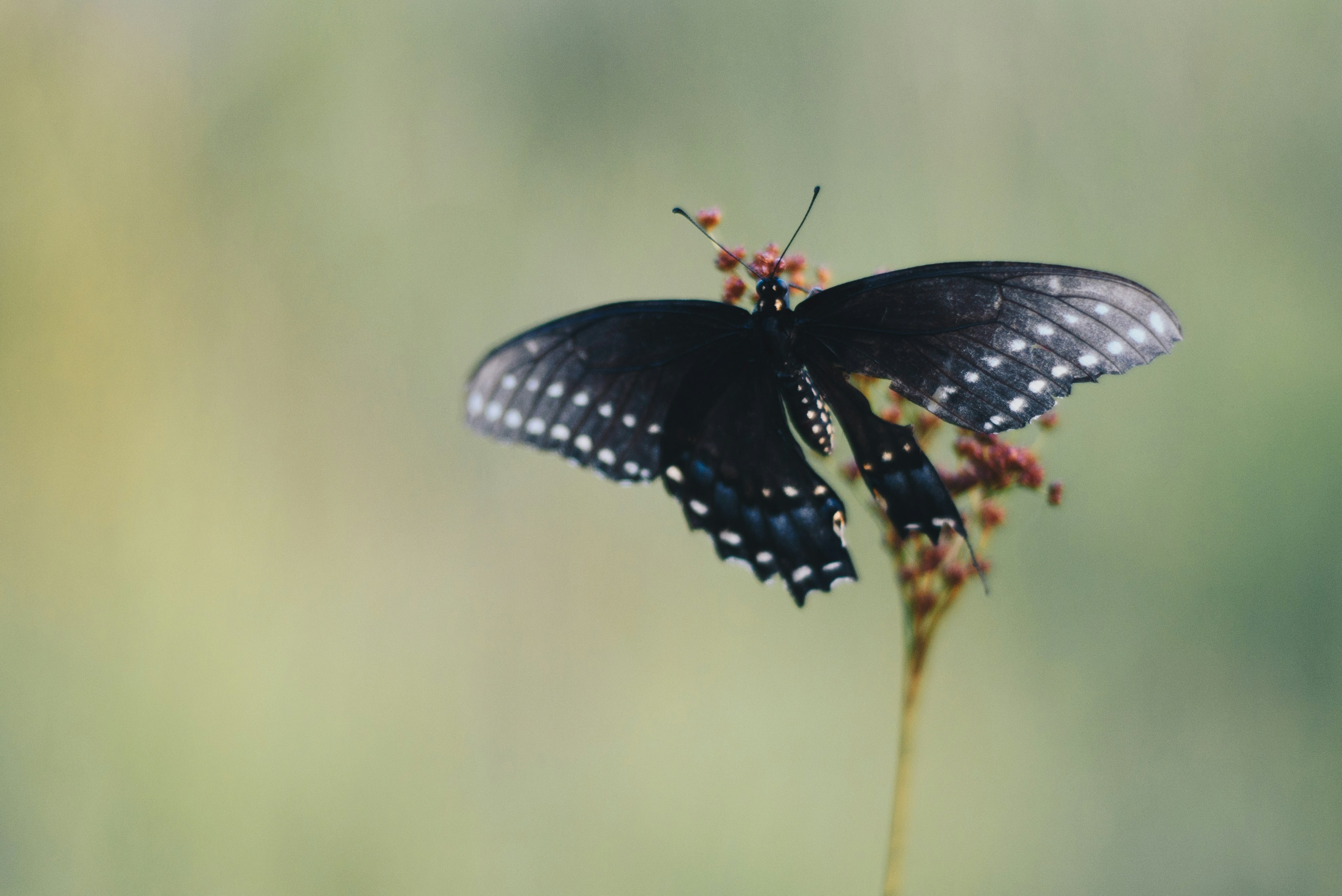 Black Butterfly Perched on Flower