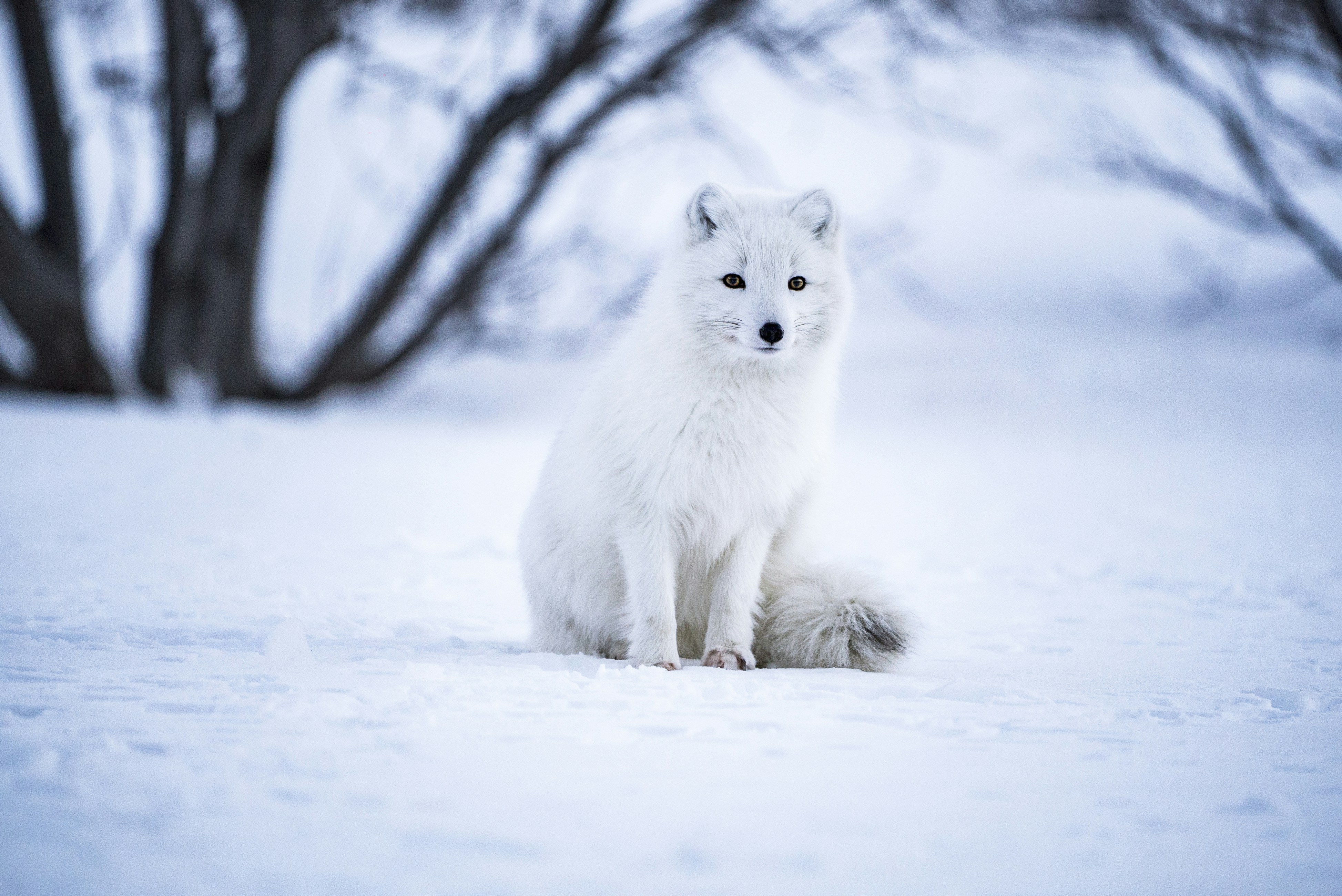 Arctic Fox Sitting in Snow