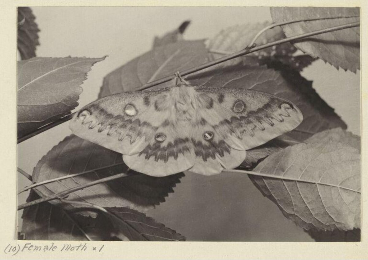Female Moth Resting on Leaves