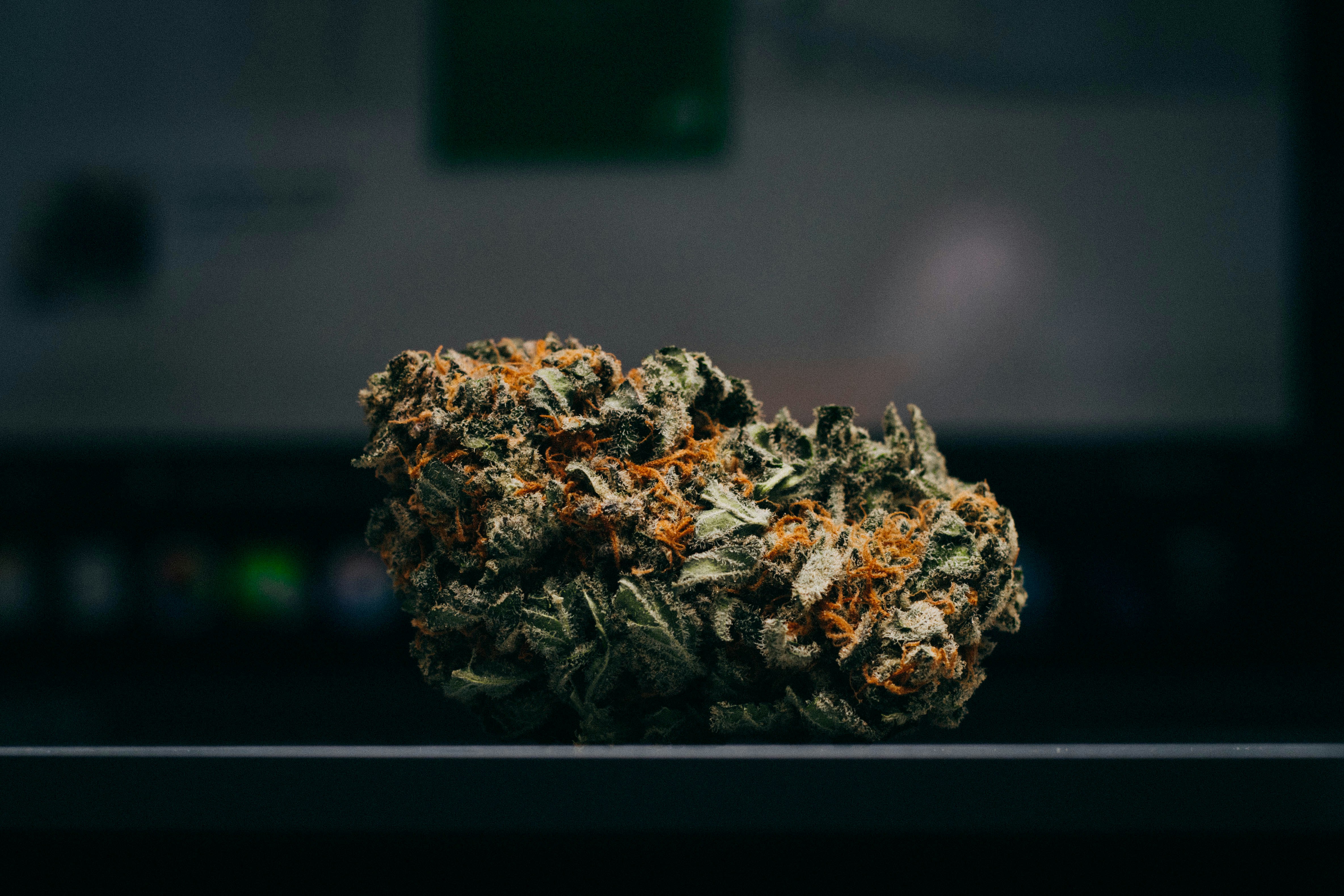 Dried Cannabis Bud Close Up
