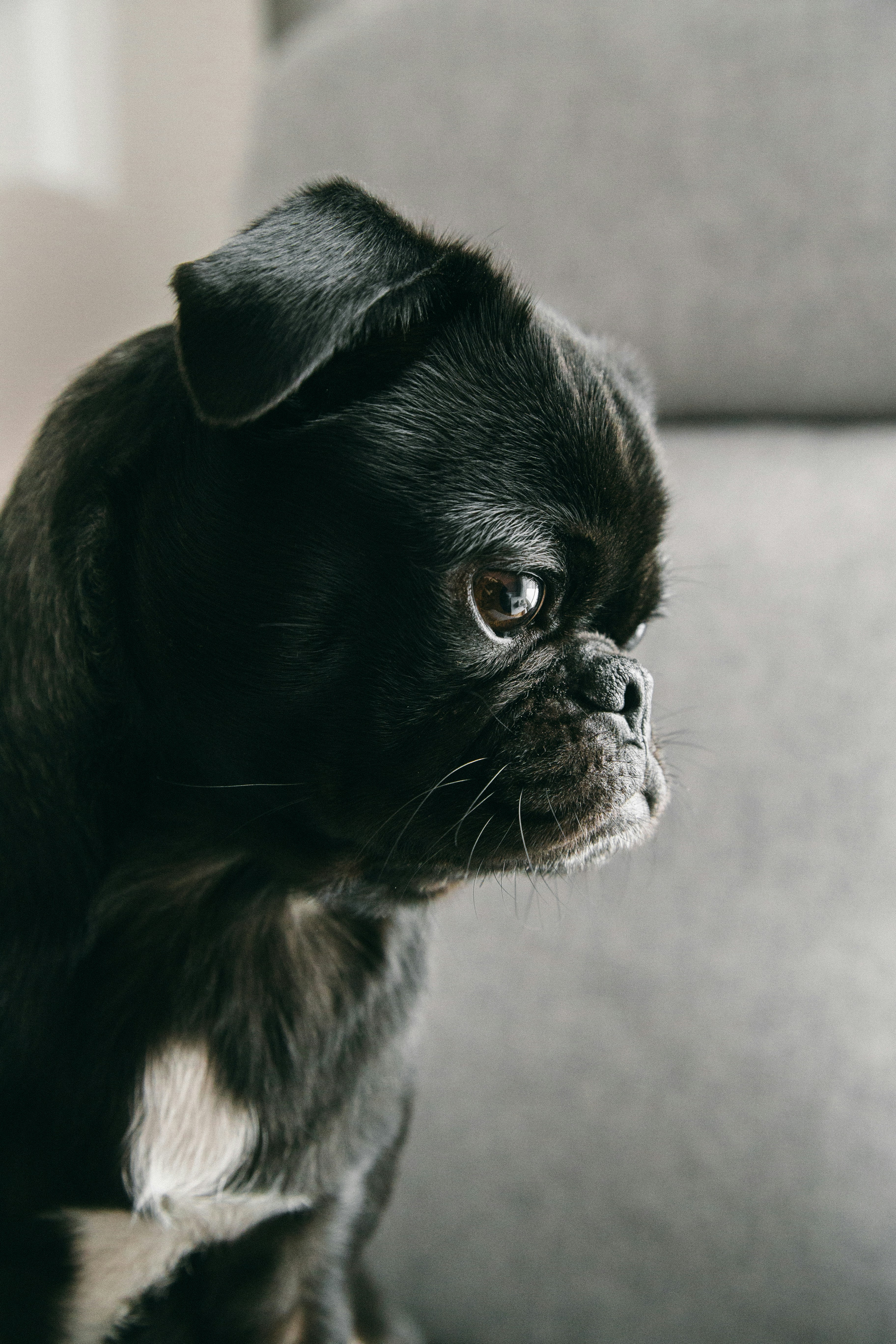 Side Profile of Black Pug