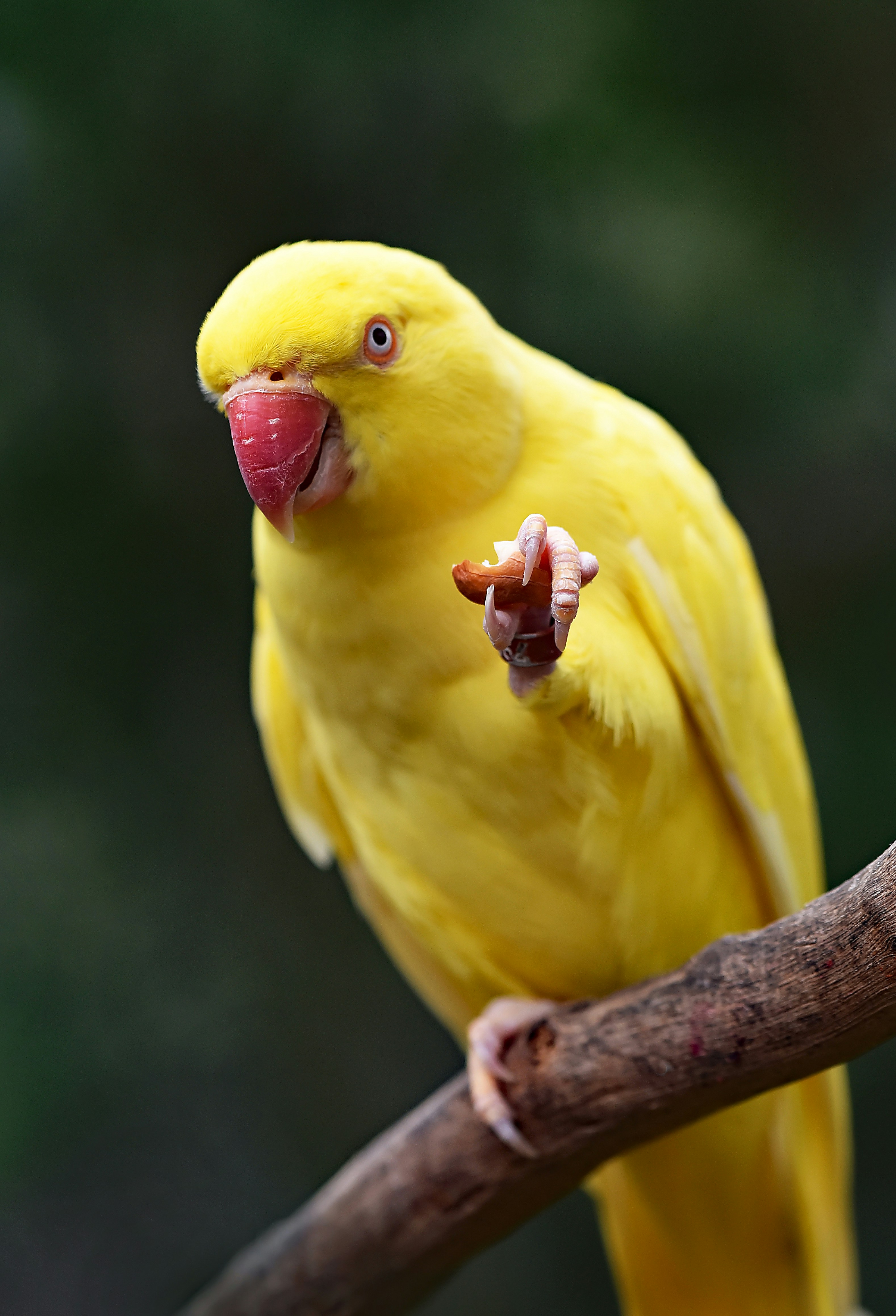 Yellow Parrot Holding Food
