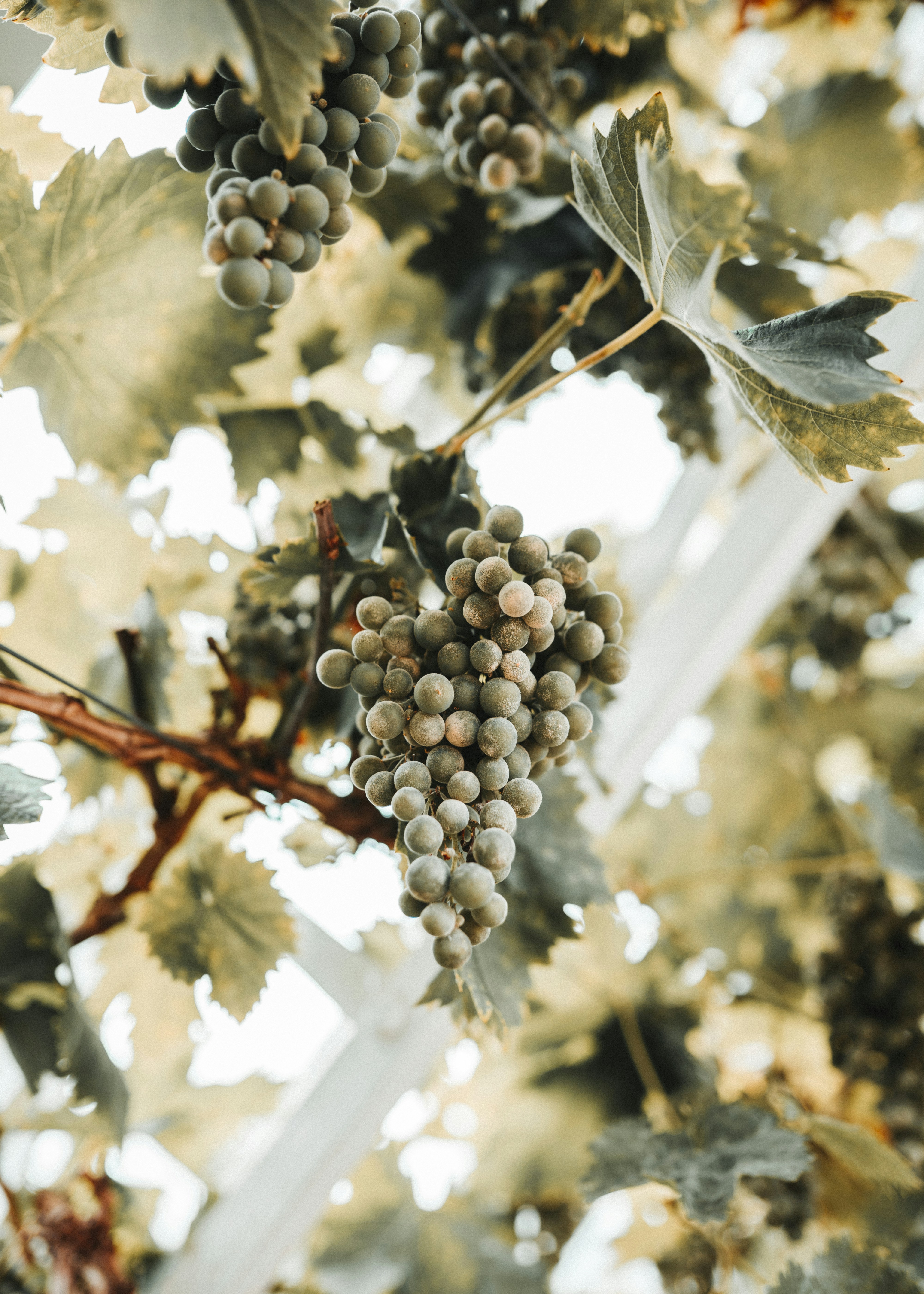 Unripe Grapes Hanging on Grapevine