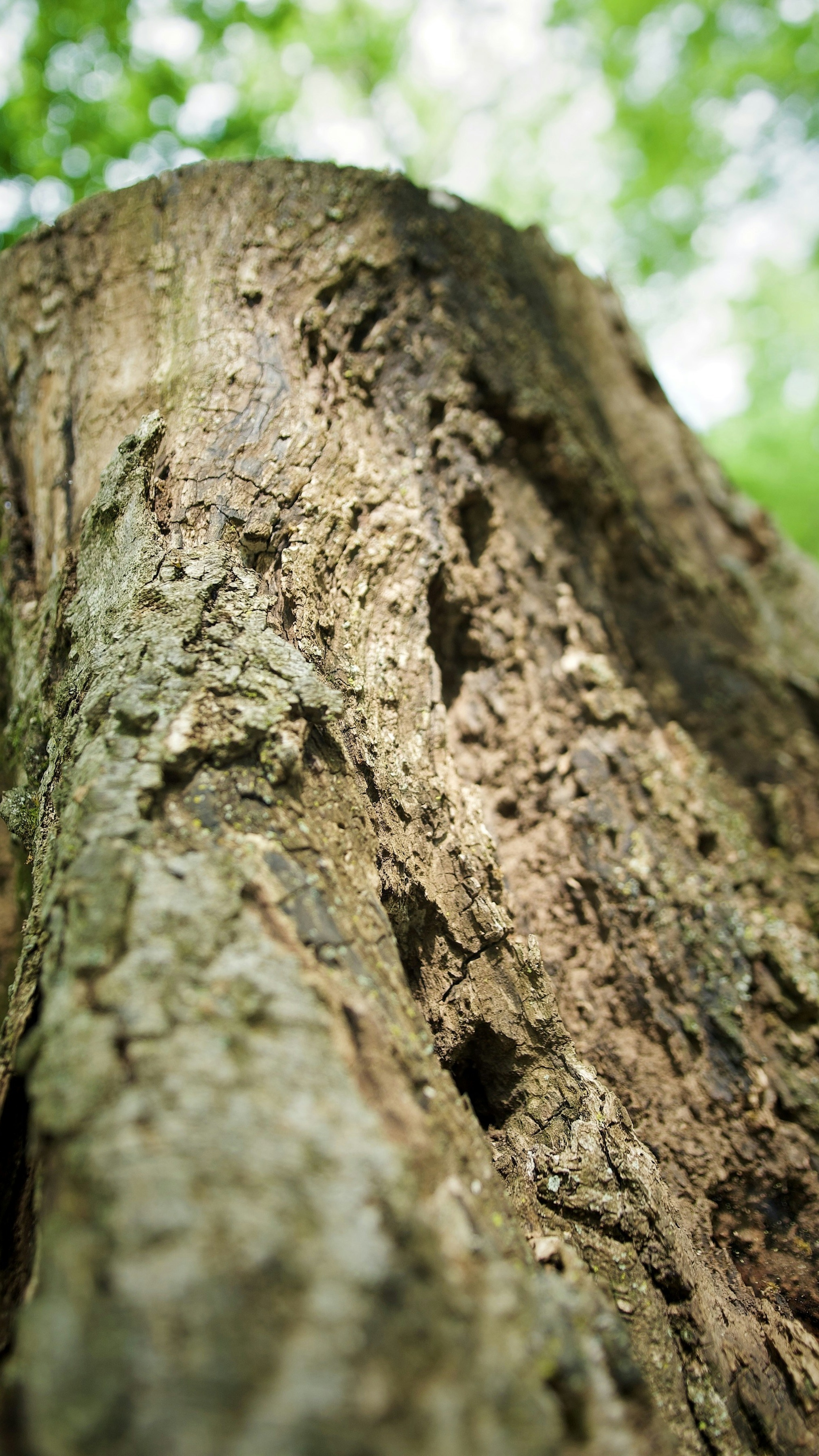 Close Up of Tree Bark