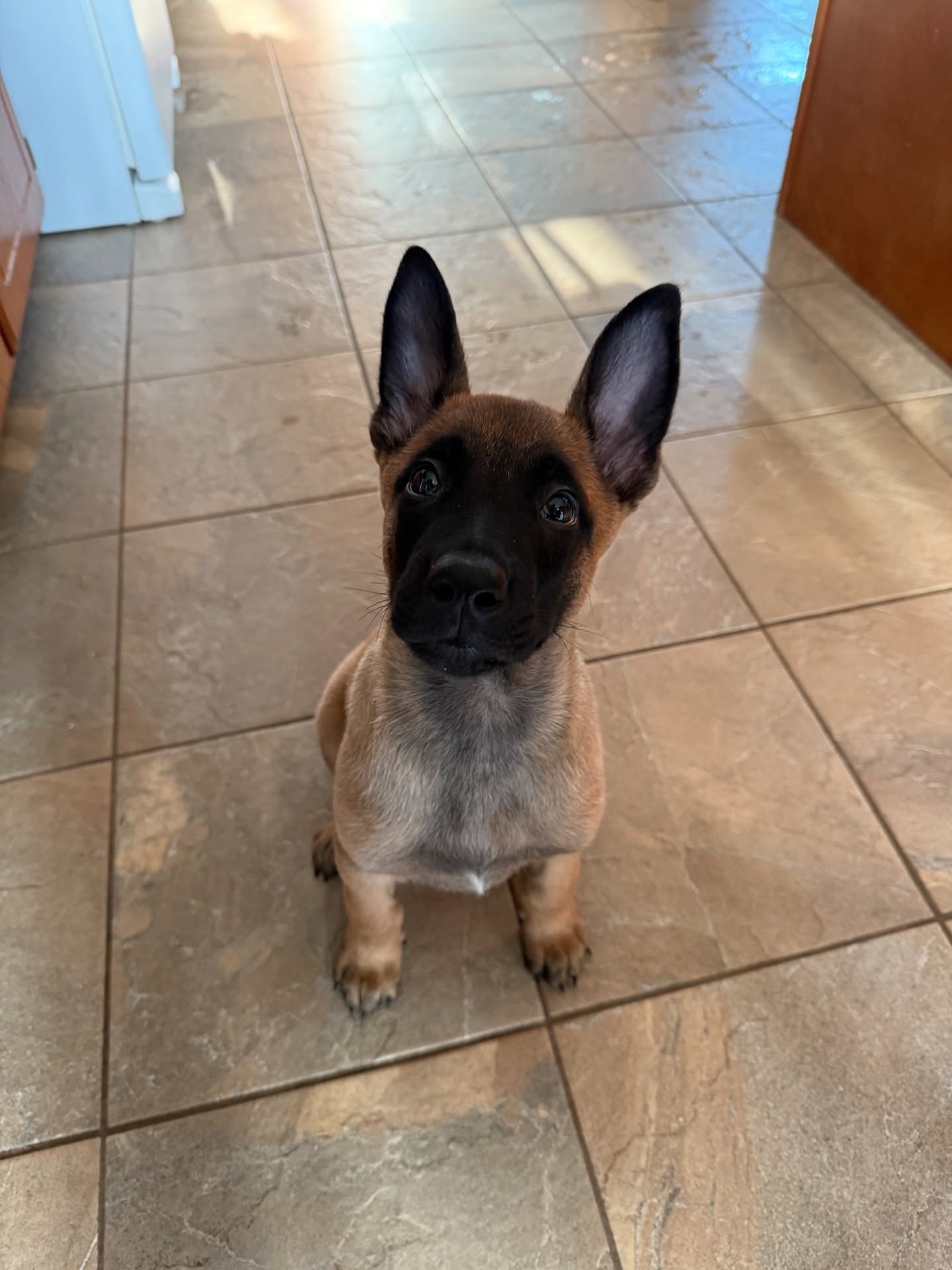 Belgian Malinois Puppy Sitting Indoors