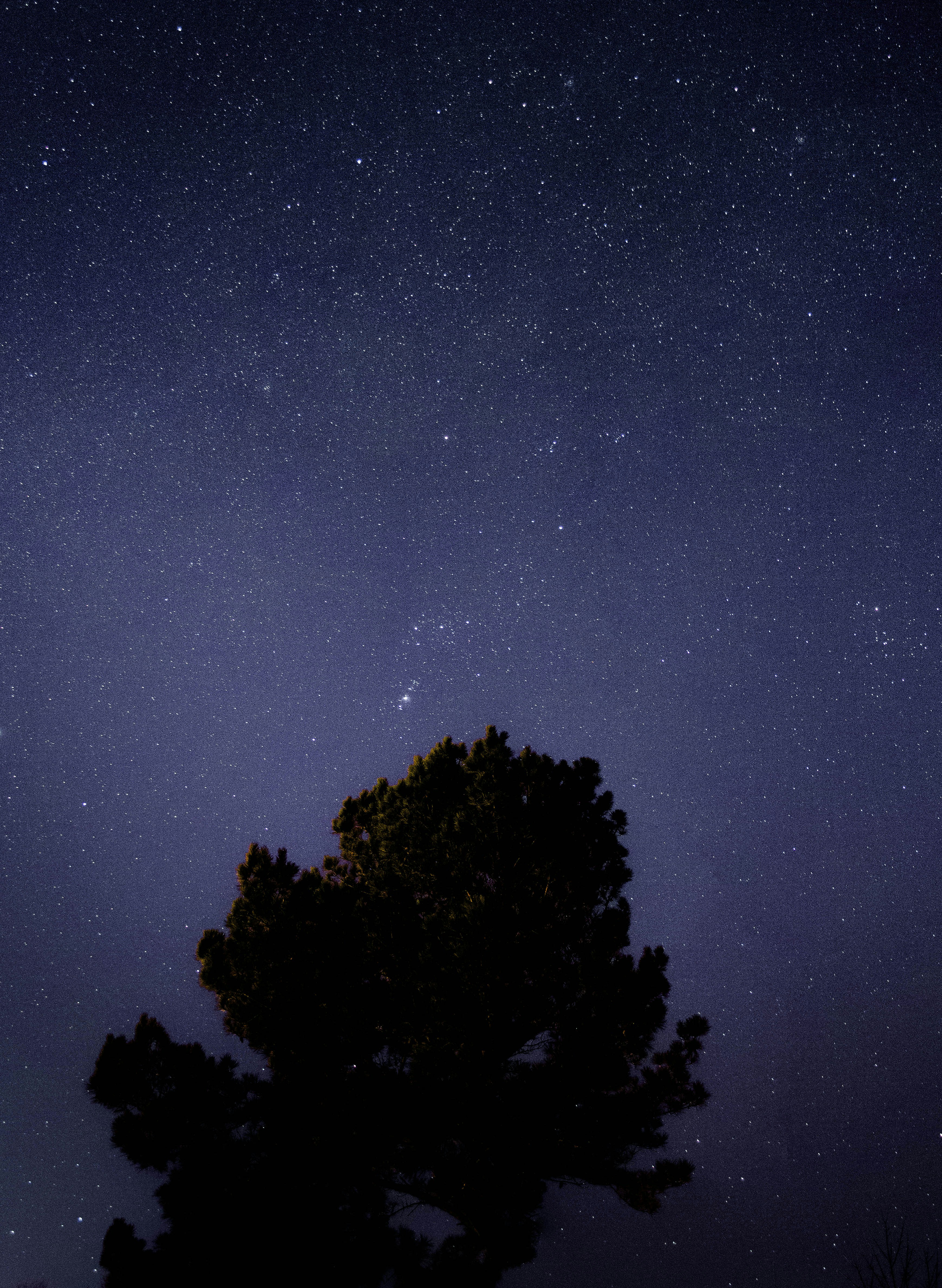 Starry Night Sky Over Pine Tree