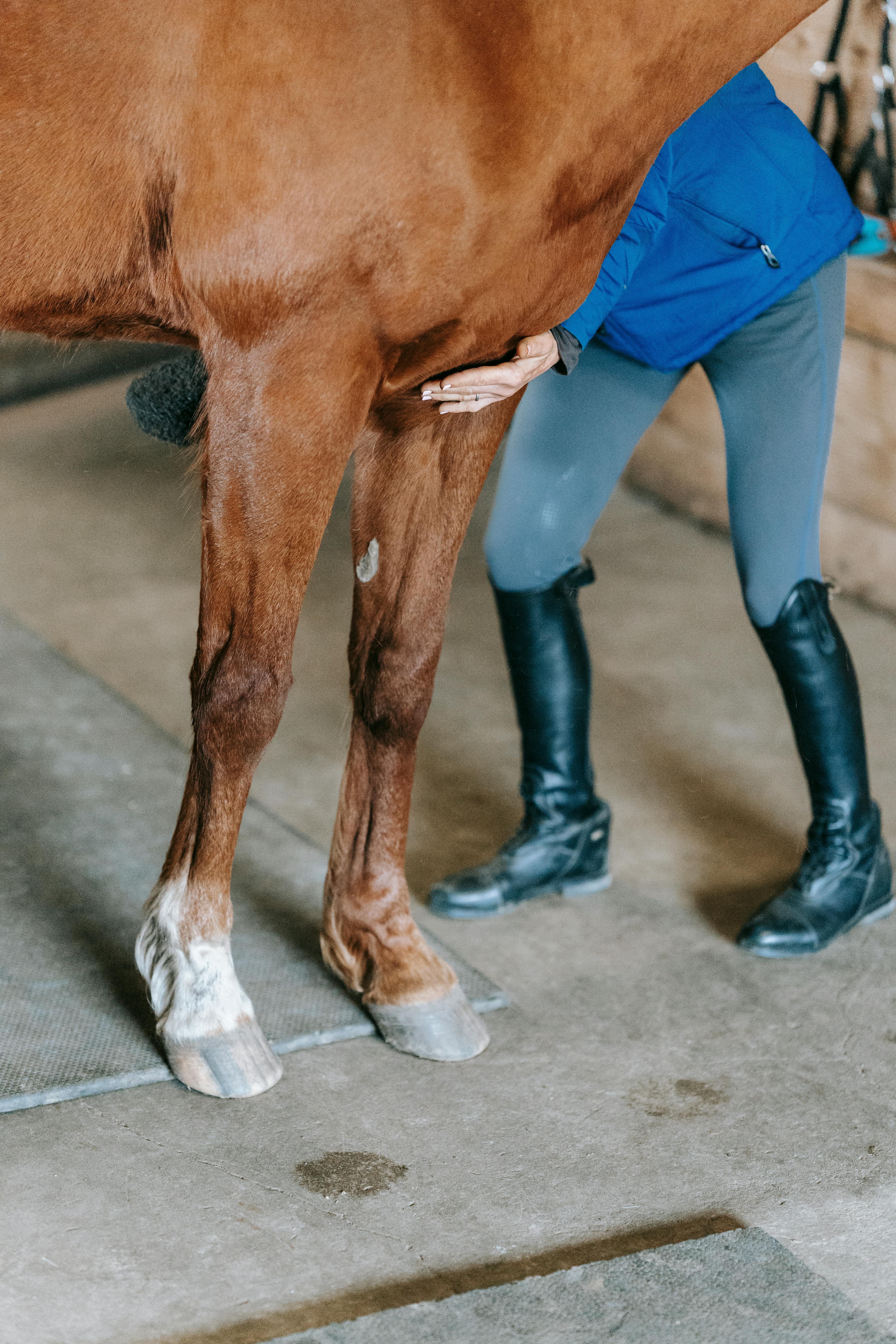 Groom Examining a Chestnut Horse